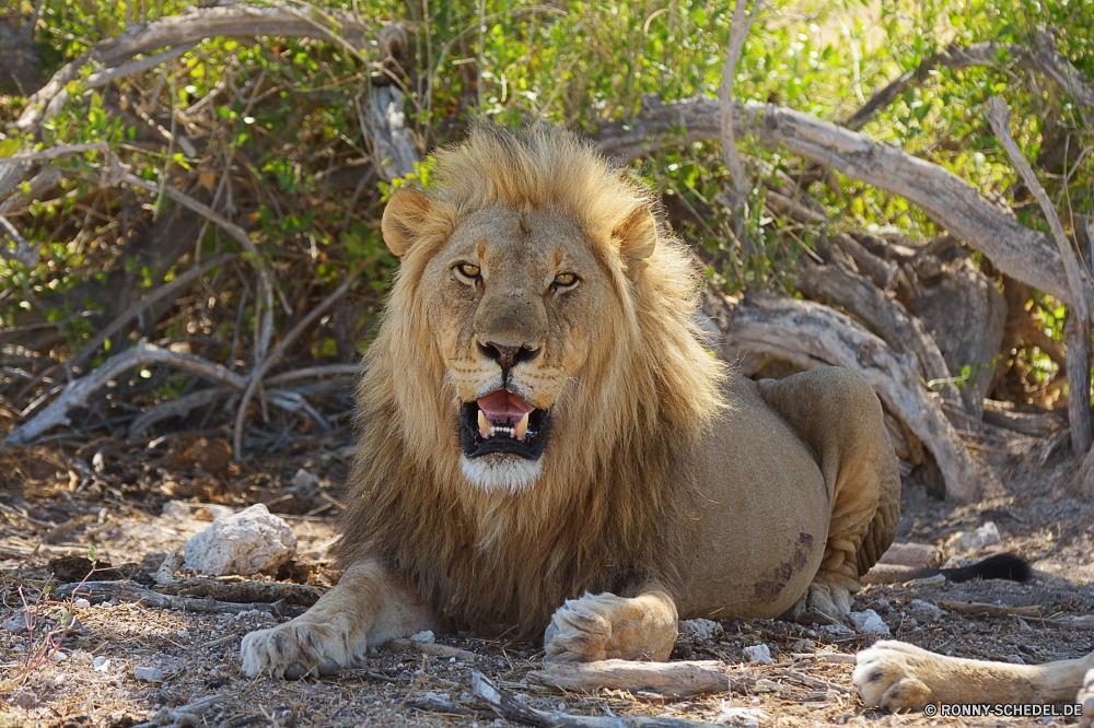 Etosha National Park Löwe Großkatze Katzenartige Raubtier Katze Wildtiere Fleischfresser Wild Mähne Safari Säugetier Pelz Männchen Jäger König Süden gefährliche Zoo Wildnis ruhelosigkeit Löwen Porträt Tiere Gefahr Augen Haare Gesicht Mund Katzen gefährdet Löwin Bestie Schließen natürliche Kopf Lebensraum wilden Rest Säugetiere reservieren Park stielaugen Umgebung pelzigen Savanne Dschungel leistungsstarke exotische Gebrüll heftige Zähne Gras gelb räuberische Spiel Schnurrhaare majestätisch Erhaltung barthaare wachsamen Verhalten Zoologie im freien fünf Mantel Nase Panther Maulkorb Intensive Arten Jagd Big5 Zoologische Zunge auf der Suche Beutegreifer Teufelskreis fleischfressende Regal Suchen stolz südlichen Erwachsener lion big cat feline predator cat wildlife carnivore wild mane safari mammal fur male hunter king south dangerous zoo wilderness resting lions portrait animals danger eyes hair face mouth cats endangered lioness beast close natural head habitat ferocious rest mammals reserve park stare environment furry savanna jungle powerful exotic roar fierce teeth grass yellow predatory game whiskers majestic conservation whisker watchful behavior zoology outdoor five coat nose panther muzzle intense species hunt big5 zoological tongue looking carnivores vicious carnivorous regal look pride southern adult