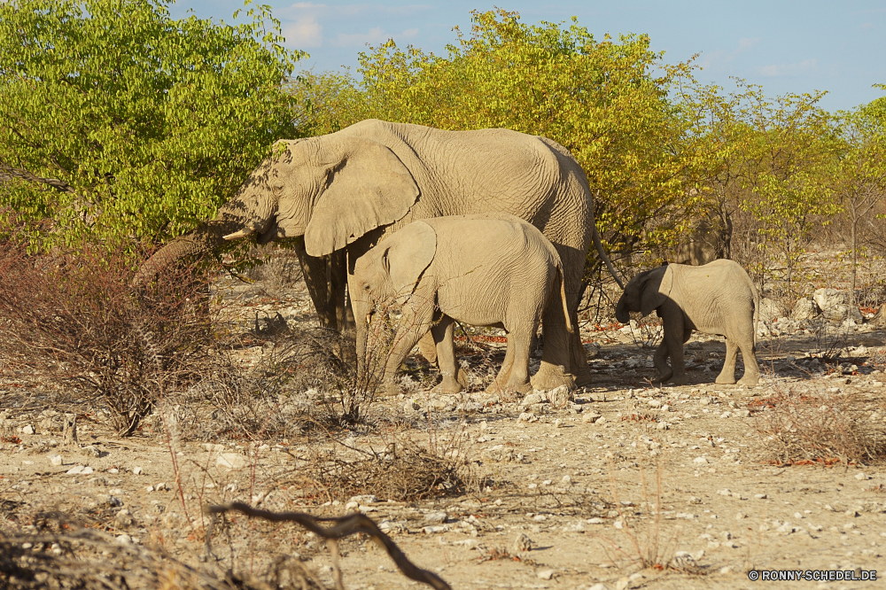 Etosha National Park Elefant Säugetier Safari Wildtiere Wild Kofferraum Elfenbein Lumb Elefanten Park Ohren nationalen gefährdet Tiere fünf Süden Keiler Dickhäuter Pflanzenfresser Erhaltung Stier reservieren Tourismus Hauer Wildnis Spiel Reisen starke Zoo Riese gefährliche Gras Herde Männchen Kalb Familie im freien natürliche Wasser Ohr Kopf Stärke Badehose Trinken Baum Gruppe macht Tierwelt Umgebung enorme Säugetiere Busch stehende Beine Savanne leistungsstarke Baby Auge Fuß Haut grau Fluss Körper im freien Nase Trinken Mutter elephant mammal safari wildlife wild trunk ivory tusk elephants park ears national endangered animals five south tusker pachyderm herbivore conservation bull reserve tourism tusks wilderness game travel strong zoo giant dangerous grass herd male calf family outdoors natural water ear head strength trunks drinking tree group power fauna environment enormous mammals bush standing legs savanna powerful baby eye walking skin gray river body outdoor nose drink mother