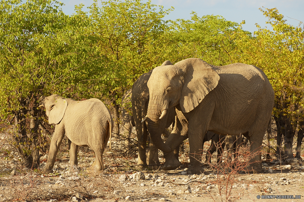 Etosha National Park Elefant Säugetier Safari Wildtiere Wild Kofferraum Elfenbein Lumb Elefanten Park Ohren gefährdet nationalen fünf Pflanzenfresser Tiere Süden Erhaltung Keiler Dickhäuter Wildnis reservieren Spiel Reisen Tourismus Stier starke Hauer Herde gefährliche Familie Zoo Kalb Riese Gras Männchen Busch natürliche Wasser Gruppe Ohr im freien Trinken Stärke Tierwelt enorme Badehose Baum Fuß Kopf macht leistungsstarke Savanne Beine Umgebung Säugetiere stehende Baby gigantische Körper Schwanz groß Tier Ökologie grau Mutter Urlaub Fluss elephant mammal safari wildlife wild trunk ivory tusk elephants park ears endangered national five herbivore animals south conservation tusker pachyderm wilderness reserve game travel tourism bull strong tusks herd dangerous family zoo calf giant grass male bush natural water group ear outdoors drinking strength fauna enormous trunks tree walking head power powerful savanna legs environment mammals standing baby gigantic body tail tall animal ecology gray mother vacation river