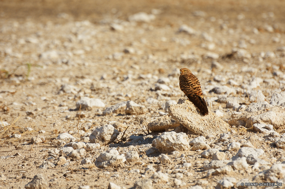 Etosha National Park Gila monster Sand Klapperschlange giftige Eidechse Stein Eidechse Textur Diamondback Rau Fels Knoll Schlange schmutzig Braun Strand Muster Vogel alt Oberfläche Strauch Meer Grube viper Wüste Wild Sommer im freien Material texturierte im freien Hintergründe trocken woody plant Mauer Spiel Vogel Alpenschneehuhn Beton Himmel Verwittert Reisen Grunge Auerhahn Ozean natürliche Spiel Wildtiere Sonne Landschaft Viper Tropischer Struktur Tapete Küste Granit Zement Schließen schwarz Antike closeup Wasser vascular plant Kobra Urlaub Detail gelb leere niemand Felsen Tiere Park Trappen nationalen ruhige Boden Baum Antik Bau Alterung Ufer Tourismus Pflanze gila monster sand rattlesnake venomous lizard stone lizard texture diamondback rough rock knoll snake dirty brown beach pattern bird old surface shrub sea pit viper desert wild summer outdoors material textured outdoor backgrounds dry woody plant wall game bird ptarmigan concrete sky weathered travel grunge grouse ocean natural game wildlife sun landscape viper tropical structure wallpaper coast granite cement close black ancient closeup water vascular plant cobra vacation detail yellow empty nobody rocks animals park bustard national tranquil ground tree antique construction aging shore tourism plant