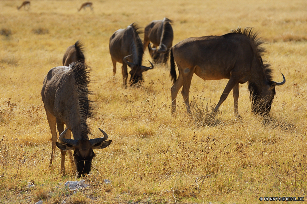 Etosha National Park Säugetier Stier Pferd Wild Gras Vieh Wasserbüffel Pferde Weide Feld Plazenta alten Welt Büffel Wildtiere Bauernhof Safari Ranch Tiere Tier Vogel Beweidung Entwicklung des ländlichen Steppe Pferde Braun Wiese Reiner Stute Herde Wirbeltiere Wiederkäuer Erhaltung Land Hahn Landschaft Park natürliche Hengst Wildnis Land Kuh Pflanzenfresser im freien Landschaft nationalen reservieren im freien Weiden schwarz Hörner Busch Süden Sommer trocken Berge Kalb gnus Grünland Essen Essen Spiel Gehörnte Mähne Landwirtschaft Ackerland Ausführen Schwanz Fuß Colt Wüste Antilope Mustang Horn Szene außerhalb Landbau Junge Säugetier Männchen Gruppe Chordatiere Reisen Huftier mammal bull horse wild grass livestock water buffalo horses pasture field placental old world buffalo wildlife farm safari ranch animals animal bird grazing rural steppe equine brown meadow plain mare herd vertebrate ruminant conservation land cock landscape park natural stallion wilderness country cow herbivore outdoor countryside national reserve outdoors graze black horns bush south summer dry mountains calf wildebeest grassland eating eat game horned mane agriculture farmland running tail walking colt desert antelope mustang horn scene outside farming young mammal male group chordate travel ungulate