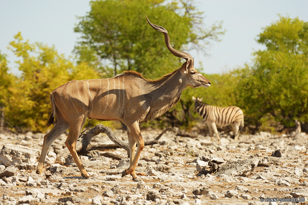 Etosha National Park Antilope Wildtiere Dodo Wild Säugetier Impala Hirsch Safari Wildnis Savanne Wüste Park Pflanzenfresser Hörner Wiederkäuer Buck nationalen Männchen Geweihe Spiel Stier Horn Erhaltung Süden Busch Braun im freien Tiere Karibu Gras Tier reservieren stehende im freien Warnung Kamel Tierwelt Bäume Büffel Jagd Feld Huftier Säugetiere Reisen Gazelle Darm-Trakt Landschaft natürliche Ökologie schwarz Lebensraum Sand antelope wildlife dodo wild mammal impala deer safari wilderness savanna desert park herbivore horns ruminant buck national male antlers game bull horn conservation south bush brown outdoor animals caribou grass animal reserve standing outdoors alert camel fauna trees buffalo hunting field ungulate mammals travel gazelle tract landscape natural ecology black habitat sand