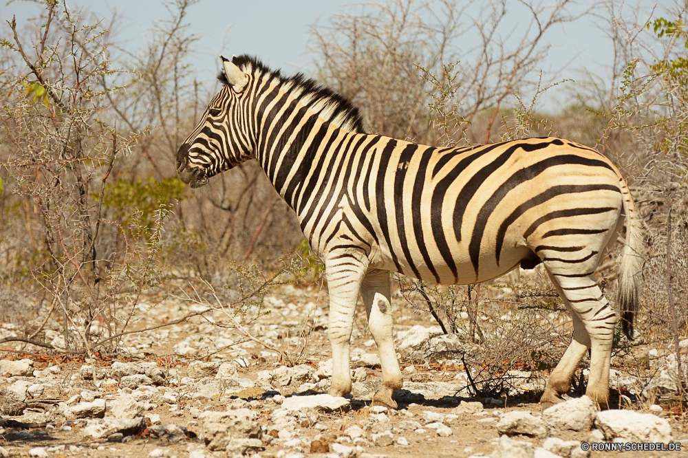 Etosha National Park Zebra Pferde Huftier Wildtiere Safari Säugetier Wild Streifen gestreift schwarz Pferd reservieren Park Gras Streifen Zoo Spiel Zebras nationalen Muster Tiere Pflanzenfresser Süden Wildnis Erhaltung Kopf Mähne Savanne Säugetiere Grünland Ebenen Tierwelt Busch Herde stehende Pelz exotische Reisen Beweidung im freien Auge im freien Abenteuer Gesicht Linien Tarnung Porträt Reiner Nationalpark auf der Suche Pferde closeup Tropischer Schließen Weiden Arten gefährdet Sommer Schwanz Nase paar Tourismus Haare zebra equine ungulate wildlife safari mammal wild stripes striped black horse reserve park grass stripe zoo game zebras national pattern animals herbivore south wilderness conservation head mane savanna mammals grassland plains fauna bush herd standing fur exotic travel grazing outdoors eye outdoor adventure face lines camouflage portrait plain national park looking horses closeup tropical close graze species endangered summer tail nose pair tourism hair