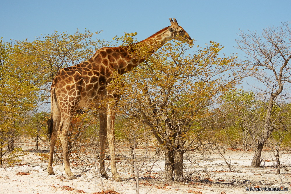 Etosha National Park Giraffe Park Wild Tier Wildtiere Safari Baum Landschaft groß Wildnis nationalen Säugetier Hals Bäume Busch Himmel reservieren Flecken Giraffen lange natürliche Tourismus Reisen im freien Zoo Szenerie Süden Wald Landschaft Tiere Szene Erhaltung Savanne Pflanzenfresser im freien Grünland Feld Spiel Umgebung Entwicklung des ländlichen hoch Gras Säugetiere Land Winter Herbst landschaftlich Wüste Land Berg Schnee Wolken Urlaub Kopf Muster Blätter Fels Blatt Felder Pflanze Stand Sonnenaufgang Pelz Braun Straße Horizont Sonnenuntergang Saison giraffe park wild animal wildlife safari tree landscape tall wilderness national mammal neck trees bush sky reserve spots giraffes long natural tourism travel outdoor zoo scenery south forest countryside animals scene conservation savanna herbivore outdoors grassland field game environment rural high grass mammals country winter autumn scenic desert land mountain snow clouds vacation head pattern leaves rock leaf fields plant stand sunrise fur brown road horizon sunset season