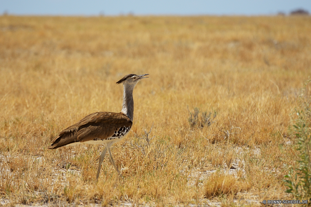 Etosha National Park Trappen Schreitvogel aquatische Vogel Vogel Wildtiere Wild Safari Gras Schnabel Säugetier Tiere Federn Feld reservieren im freien Feder Park natürliche Bauernhof Erhaltung Vögel nationalen im freien Auge Landschaft Himmel Kopf Landwirtschaft Wildnis Sommer Hals Spiel Entwicklung des ländlichen Süden trocken Zoo Flügel Weizen Ernte gelb Hirsch groß Tier Wiese Giraffe Grünland Stroh Porträt Landschaft Pflanze Schließen Strauß Antilope Tag Augen Landbau Ernte Wüste fliegen Umgebung Saison bustard wading bird aquatic bird bird wildlife wild safari grass beak mammal animals feathers field reserve outdoor feather park natural farm conservation birds national outdoors eye landscape sky head agriculture wilderness summer neck game rural south dry zoo wings wheat crop yellow deer tall animal meadow giraffe grassland straw portrait countryside plant close ostrich antelope day eyes farming harvest desert fly environment season