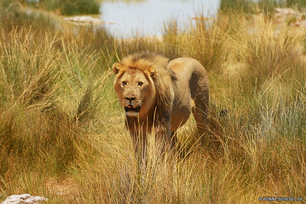 Etosha National Park Löwe Großkatze Katzenartige Raubtier Katze Wildtiere Safari Fleischfresser Wild Säugetier Mähne Süden Pelz Männchen Jäger Wildnis gefährliche Löwin König Löwen reservieren Augen ruhelosigkeit Lebensraum gefährdet Porträt leistungsstarke Umgebung Zoo natürliche Gesicht Park Bestie Haare Kopf Savanne Tiere stielaugen Schließen Gefahr Spiel gelb exotische Mund Rest wilden Katzen Jagd Dschungel Gras Säugetiere fünf im freien Panther Zoologie Gebrüll wachsamen Big5 heftige Tierwelt Zähne räuberische Verhalten südlichen pelzigen Mantel Erhaltung Regal Sands auf der Suche majestätisch Nase Intensive stolz Schnurrhaare Abenteuer nationalen lion big cat feline predator cat wildlife safari carnivore wild mammal mane south fur male hunter wilderness dangerous lioness king lions reserve eyes resting habitat endangered portrait powerful environment zoo natural face park beast hair head savanna animals stare close danger game yellow exotic mouth rest ferocious cats hunt jungle grass mammals five outdoor panther zoology roar watchful big5 fierce fauna teeth predatory behavior southern furry coat conservation regal sands looking majestic nose intense pride whiskers adventure national