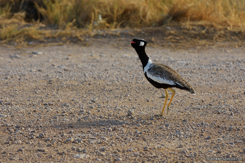 Etosha National Park Trappen Schreitvogel aquatische Vogel Vogel Wildtiere Schnabel Feder Federn Wild Vögel Flügel Wasser Ente Flügel Tiere Rechnung See Gras schwarz Meer Teich Auge Enten Geflügel Park fliegen Stockente Gefieder Vogelgrippe Flug im freien natürliche Wasservögel Gans Fluss Tier Schwimmen fliegen Erhaltung Wildnis bunte Männchen lustig Gänse Webbed Braun Frühling Schwimmen Leben stehende Reisen Süden gelb niedlich Bauernhof Sceada bustard wading bird aquatic bird bird wildlife beak feather feathers wild birds wings water duck wing animals bill lake grass black sea pond eye ducks fowl park fly mallard plumage avian flight outdoors natural waterfowl goose river animal swim flying conservation wilderness colorful male funny geese webbed brown spring swimming life standing travel south yellow cute farm drake