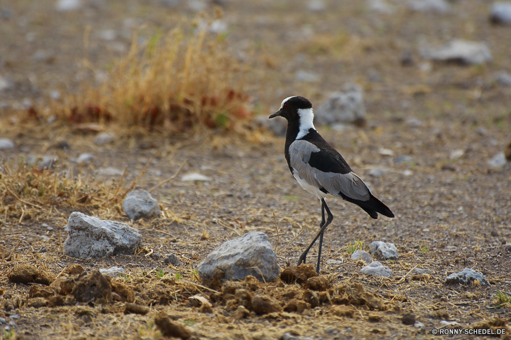 Etosha National Park Elster Vogel Wildtiere Schnabel Wild Federn Feder Flügel schwarz Vögel Meer Auge Tiere Flügel Park Wasser im freien Tierwelt Rechnung fliegen Vogelgrippe Gras natürliche Möwe Gefieder Strand fliegen stehende Ozean Süden Möwe Flug Erhaltung See Freiheit Pinguin Ornithologie gemeinsame eine Fels Schließen Umgebung Küste niedlich sitzen Männchen Wildnis Baum Porträt Kopf Schnee auf der Suche Tag Seevögel Hals Winter Profil anzeigen: Braun Ruhe gelb nationalen Farbe grau bunte Leben magpie bird wildlife beak wild feathers feather wing black birds sea eye animals wings park water outdoors fauna bill fly avian grass natural gull plumage beach flying standing ocean south seagull flight conservation lake freedom penguin ornithology common one rock close environment coast cute sitting male wilderness tree portrait head snow looking day seabird neck winter profile brown calm yellow national color gray colorful life