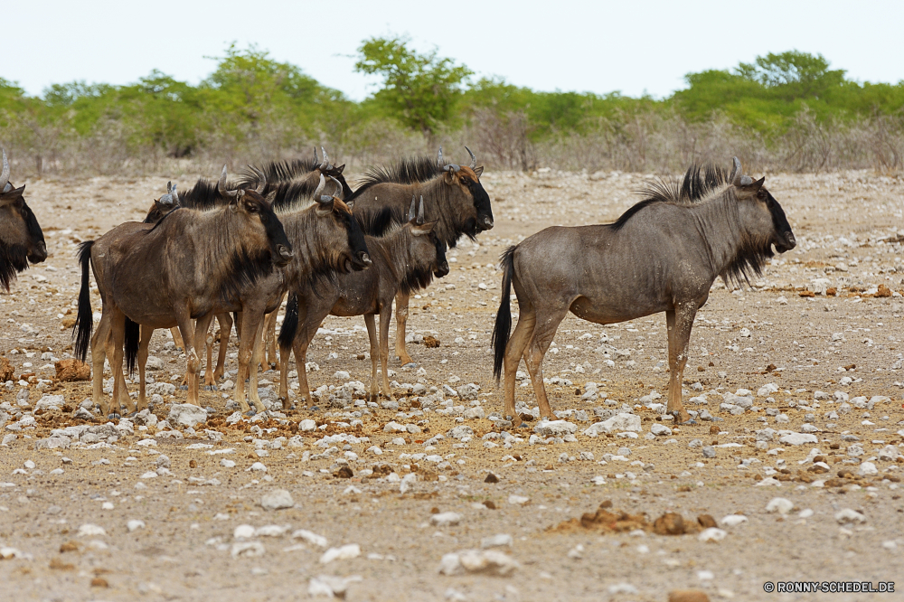 Etosha National Park Antilope Pferd Pferde Gras Wiederkäuer Bauernhof Feld Ranch Weide Entwicklung des ländlichen Beweidung Tiere Wild Braun Wildtiere Wiese Widder Pferde Hengst Schaf Fohlen Stute Bäume Wasserbüffel Landschaft Vieh Bighorn Mähne Schwanz zwei Gazelle Wildnis alten Welt Büffel im freien Hirsch Park Weiden Safari Berg-Schaf Landwirtschaft Hörner Herde Land Baum Gruppe Pflanzenfresser Sommer Frühling Essen im freien Colt Landschaft Mutter Haustier Wilde Schafe Stier Trense Pony Horn Zaun Rasse inländische Spiel testing Pferdesport Rinder natürliche stehende Essen Kopf friedliche nationalen Männchen Stutfohlen Säugetiere Zoo außerhalb Fuß Süden Wüste Porträt Kuh antelope horse horses grass ruminant farm field ranch pasture rural grazing animals wild brown wildlife meadow ram equine stallion sheep foal mare trees water buffalo countryside livestock bighorn mane tail two gazelle wilderness old world buffalo outdoors deer park graze safari mountain sheep agriculture horns herd country tree group herbivore summer spring eat outdoor colt landscape mother pet wild sheep bull bridle pony horn fence breed domestic game stable equestrian cattle natural standing eating head peaceful national male filly mammals zoo outside walking south desert portrait cow