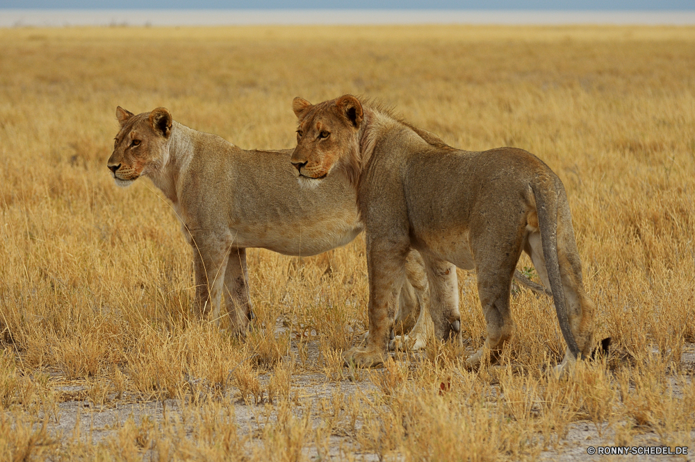 Etosha National Park Löwe Kalb Katzenartige Junge Säugetier Wildtiere Safari Wild Katze Raubtier Junge Säugetier Tier Fleischfresser Süden Großkatze Pelz reservieren Wildnis Jäger Löwin Augen Warzenschwein Spiel gefährliche natürliche Lebensraum Mähne Park Männchen Löwen Gesicht Bestie fünf Gras Tiere stielaugen leistungsstarke Organismus Schweinepest gelb Haare Umgebung gefährdet König Savanne ruhelosigkeit südlichen Porträt Gefahr wachsamen Jagd im freien Schließen Erhaltung wilden Sands exotische Big5 Kopf Dschungel Tierwelt Baby Reisen Jungtier Katzen Intensive Panther Zoologie Zoo Huftier Abenteuer Rest nationalen Jagd Säugetiere Mantel Mund Frühling Busch Weide Ökologie auf der Suche niedlich Sommer lion calf feline young mammal wildlife safari wild cat predator young mammal animal carnivore south big cat fur reserve wilderness hunter lioness eyes warthog game dangerous natural habitat mane park male lions face beast five grass animals stare powerful organism swine yellow hair environment endangered king savanna resting southern portrait danger watchful hunt outdoor close conservation ferocious sands exotic big5 head jungle fauna baby travel cub cats intense panther zoology zoo ungulate adventure rest national hunting mammals coat mouth spring bush pasture ecology looking cute summer