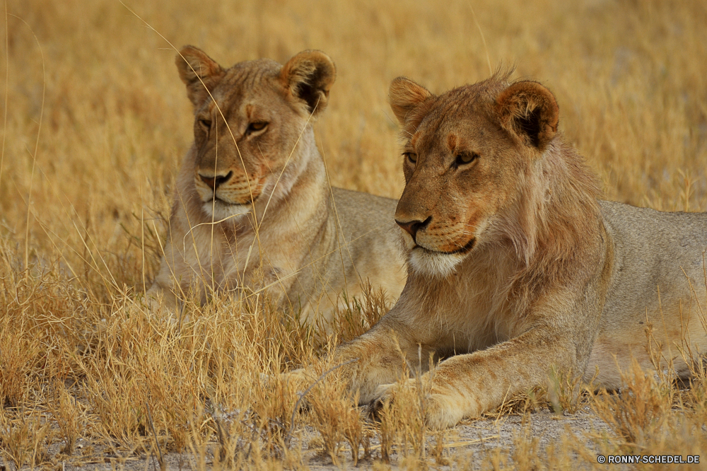 Etosha National Park Raubtier Löwe Großkatze Katzenartige Katze Wildtiere Safari Wild Fleischfresser Säugetier Pelz Löwin Süden Jäger Mähne Wildnis Männchen gefährliche reservieren Augen König Löwen Gesicht Haare stielaugen leistungsstarke Park Tiere Bestie Lebensraum natürliche Porträt gefährdet Spiel ruhelosigkeit Umgebung Gefahr gelb Zoo Savanne Dschungel Schließen Kopf wilden wachsamen fünf exotische Katzen Jagd Mund Panther räuberische südlichen Säugetiere Gras Big5 Verhalten Zoologie Jagd im freien Erhaltung nationalen Gebrüll heftige Intensive Tierwelt pelzigen Mantel Abenteuer Jungtier Rest auf der Suche Sands Arten majestätisch Zähne predator lion big cat feline cat wildlife safari wild carnivore mammal fur lioness south hunter mane wilderness male dangerous reserve eyes king lions face hair stare powerful park animals beast habitat natural portrait endangered game resting environment danger yellow zoo savanna jungle close head ferocious watchful five exotic cats hunt mouth panther predatory southern mammals grass big5 behavior zoology hunting outdoor conservation national roar fierce intense fauna furry coat adventure cub rest looking sands species majestic teeth