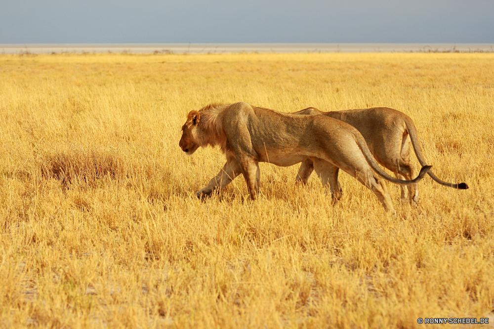 Etosha National Park Warzenschwein Schweinepest Huftier Säugetier Wildtiere Safari Wild Gras Landschaft Weide Pferd Park Feld Entwicklung des ländlichen nationalen reservieren Wiese Süden Beweidung Tiere Pferde Landschaft Reisen Wildnis Löwe Elefant Land Reiner im freien Bauernhof natürliche im freien Himmel Herde Erhaltung Sommer gefährdet Braun Szenerie Horizont Fuß Spiel Land Bereich Abenteuer Szene Ranch trocken Saison Sonnenuntergang Katzenartige gefährliche Nashorn Wüste Steppe Familie Gruppe Sand Sonne Pflanzenfresser Fleischfresser landschaftlich gelb Kuh Katze Stier Wolken Stärke Berge Umgebung Weizen Berg Vieh Herbst Lumb Kalb Wolke außerhalb Busch bewölkt Tourismus Tag warthog swine ungulate mammal wildlife safari wild grass landscape pasture horse park field rural national reserve meadow south grazing animals horses countryside travel wilderness lion elephant land plain outdoor farm natural outdoors sky herd conservation summer endangered brown scenery horizon walking game country area adventure scene ranch dry season sunset feline dangerous rhinoceros desert steppe family group sand sun herbivore carnivore scenic yellow cow cat bull clouds strength mountains environment wheat mountain livestock autumn tusk calf cloud outside bush cloudy tourism day