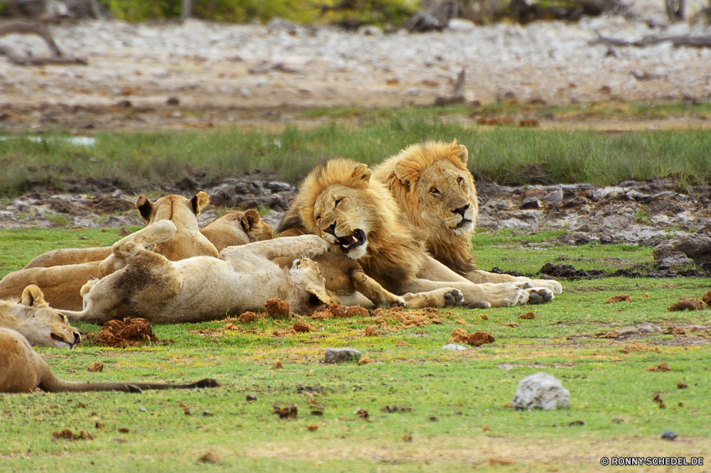 Etosha National Park Raubtier Löwe Katzenartige Großkatze Wildtiere Katze Safari Wild Fleischfresser Säugetier Mähne Pelz Jäger Süden Wildnis gefährliche Männchen König ruhelosigkeit Löwin Zoo Löwen Augen Bestie reservieren Haare natürliche Lebensraum Umgebung leistungsstarke Gefahr Porträt gefährdet Park Tiere Kopf Gesicht Savanne Dschungel stielaugen fünf exotische Schließen gelb Mund Gras im freien Spiel Rest wilden Jagd Säugetiere Gebrüll Regal Zoologie wachsamen stolz Big5 Katzen Zähne Panther räuberische Jungtier Erhaltung niedlich Hundeartige heftige auf der Suche Schnurrhaare Tierwelt pelzigen majestätisch im freien nationalen Zoologische südlichen Jagd Mantel Familie Hyäne predator lion feline big cat wildlife cat safari wild carnivore mammal mane fur hunter south wilderness dangerous male king resting lioness zoo lions eyes beast reserve hair natural habitat environment powerful danger portrait endangered park animals head face savanna jungle stare five exotic close yellow mouth grass outdoor game rest ferocious hunt mammals roar regal zoology watchful pride big5 cats teeth panther predatory cub conservation cute canine fierce looking whiskers fauna furry majestic outdoors national zoological southern hunting coat family hyena