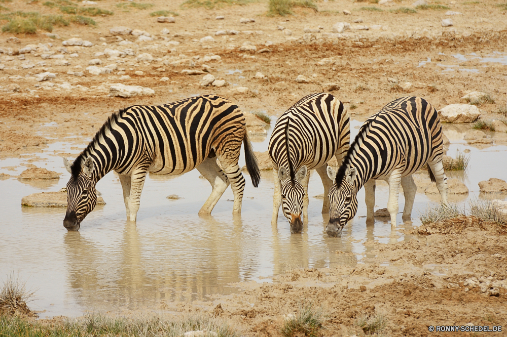 Etosha National Park Zebra Pferde Huftier Wildtiere Säugetier Safari Wild Streifen gestreift schwarz Pferd reservieren Park Zoo Gras nationalen Streifen Zebras Spiel Tiere Süden Muster Savanne Pflanzenfresser Busch Kopf Erhaltung Wildnis Mähne Pelz Ebenen Säugetiere Grünland Tierwelt Abenteuer stehende exotische Reisen Beweidung Tiger Gesicht Katze Herde im freien Auge Arten Schwanz Tropischer im freien Tourismus Tarnung Nationalpark gefährdet Reiner Linien closeup auf der Suche Schließen Weiden Porträt Sommer Katzenartige paar Sonne zebra equine ungulate wildlife mammal safari wild stripes striped black horse reserve park zoo grass national stripe zebras game animals south pattern savanna herbivore bush head conservation wilderness mane fur plains mammals grassland fauna adventure standing exotic travel grazing tiger face cat herd outdoors eye species tail tropical outdoor tourism camouflage national park endangered plain lines closeup looking close graze portrait summer feline pair sun