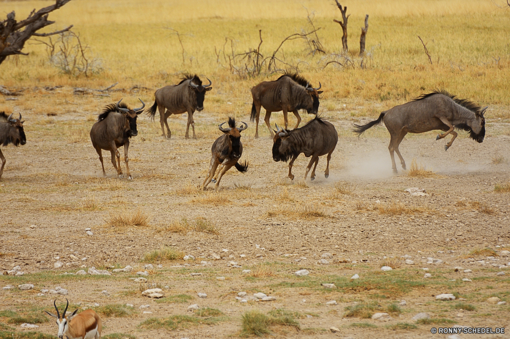 Etosha National Park Kamel Wild Wildtiere Wasserbüffel Huftier alten Welt Büffel Antilope Safari Säugetier Pferd Steppe Wüste Pferde Wildnis Land Braun Tiere Wiederkäuer Gras Reiner Weide Landschaft Hirsch Entwicklung des ländlichen im freien Bauernhof trocken Feld Park im freien Süden Pflanzenfresser Fuß Sand Hörner Stute Herde Wiese Ranch Düne Landschaft Beweidung Kopf Sommer Reisen Gazelle Tourismus Spiel Bäume Gruppe Himmel Säugetiere reservieren Sonne Erhaltung zwei Pelz Wärme friedliche nationalen Pferde Vieh Horn Land Haare natürliche stehende Ausführen Schwanz Essen Savanne Weiden Hengst Baum Stier Umgebung allein Tourist inländische Männchen camel wild wildlife water buffalo ungulate old world buffalo antelope safari mammal horse steppe desert horses wilderness land brown animals ruminant grass plain pasture landscape deer rural outdoors farm dry field park outdoor south herbivore walking sand horns mare herd meadow ranch dune countryside grazing head summer travel gazelle tourism game trees group sky mammals reserve sun conservation two fur heat peaceful national equine livestock horn country hair natural standing running tail eat savanna graze stallion tree bull environment alone tourist domestic male