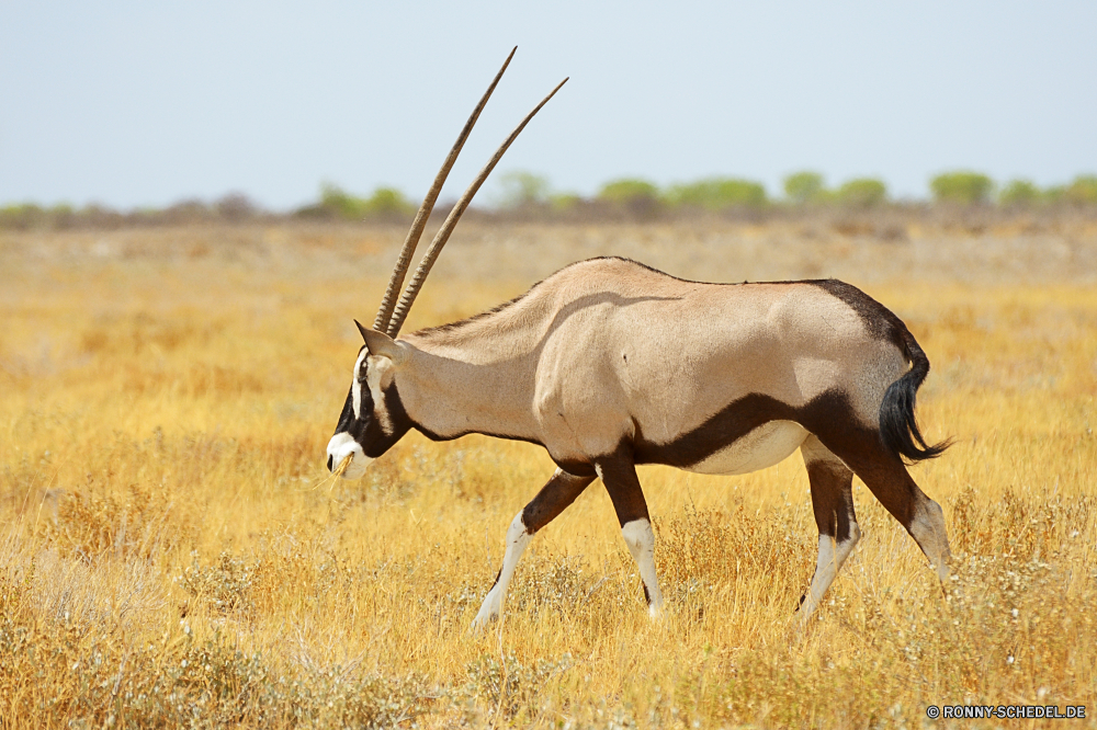 Etosha National Park Gazelle Antilope Wiederkäuer Wildtiere Wild Hirsch Wildnis Safari Gras Pflanzenfresser Park Horn Hörner Braun Buck Geweihe nationalen Männchen Erhaltung Spiel Pferd Beweidung Süden im freien reservieren Bauernhof Tiere Hirsch Kopf Feld Wüste Pelz Savanne im freien Ranch südlichen Jagd natürliche Stier Lebensraum stehende Säugetier Ökologie Wiese Stute Pferde Tierwelt Huftier Landschaft wachsamen Grünland Wald Ohren Weide Porträt Land Bäume auf der Suche Land Geweih Gehörnte Weiden Warnung Hölzer trocken Umgebung Impala Pferde gazelle antelope ruminant wildlife wild deer wilderness safari grass herbivore park horn horns brown buck antlers national male conservation game horse grazing south outdoors reserve farm animals stag head field desert fur savanna outdoor ranch southern hunting natural bull habitat standing mammal ecology meadow mare horses fauna ungulate landscape watchful grassland forest ears pasture portrait land trees looking country antler horned graze alert woods dry environment impala equine