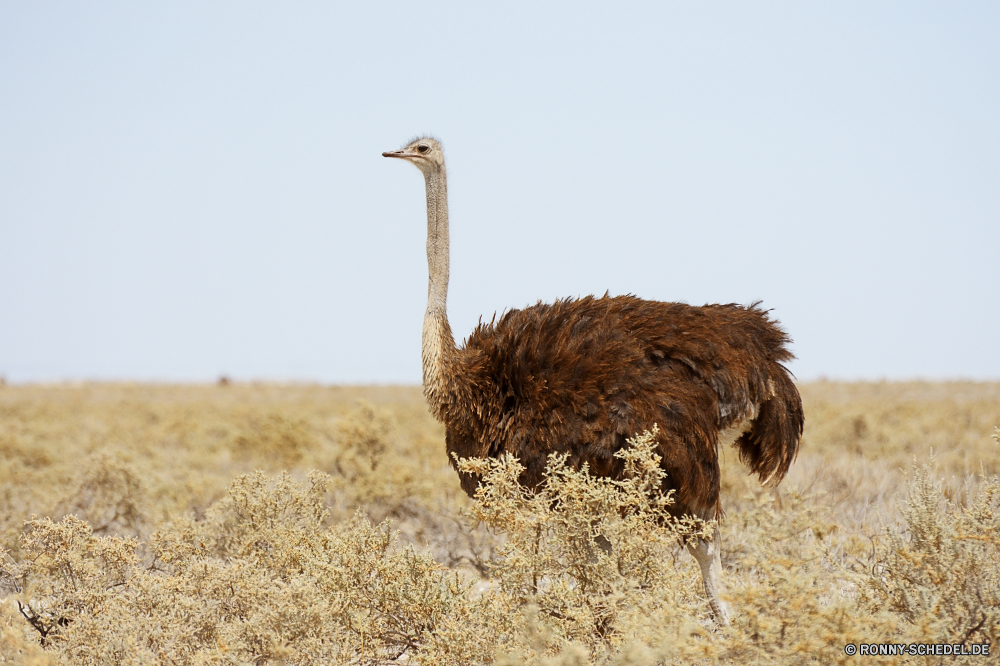 Etosha National Park Strauß Vogel Tier Wildtiere Wild Hals Säugetier Kopf Tiere Safari Park Zoo Wildnis Kamel Wüste Landschaft Himmel Giraffe Reisen Auge nationalen groß Süden Sand Pelz Feder im freien Braun Tourismus Schnabel Bauernhof lange Hirsch Gras Osten Düne Flecken stielaugen natürliche trocken im freien Dromedar Entwicklung des ländlichen reservieren Busch Baum Sommer Landschaft Haare Lama Giraffen niedlich neugierig zwei Fuß Feld lustig Transport Porträt Bäume Gesicht ostrich bird animal wildlife wild neck mammal head animals safari park zoo wilderness camel desert landscape sky giraffe travel eye national tall south sand fur feather outdoors brown tourism beak farm long deer grass east dune spots stare natural dry outdoor dromedary rural reserve bush tree summer countryside hair lama giraffes cute curious two walking field funny transportation portrait trees face