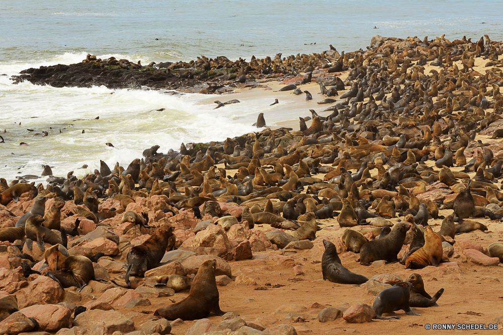 Cape Cross Seals Strand Wellenbrecher Meer Wasser Sand Küstenlinie Küste Barrier Shorebird Ozean Landschaft Ufer Fels Reisen Obstruktion Schreitvogel Felsen Himmel Urlaub Möwe Küste Sommer aquatische Vogel landschaftlich Stein Wellen im freien Struktur Welle Insel sonnig Sonne Seelöwe Tourismus Fluss Szenerie natürliche Vogel klar See Steinwälzer Steine Urlaub Wolke am Meer friedliche Ruhe ruhige coastal diving bird Berg Szene Ohrenrobben im freien Tag Wolken Entspannen Sie sich Küste Seevögel seelandschaft Bucht idyllische Paradies außerhalb Berge Baum Steinwälzer Horizont Tropischer Siegel Park Umgebung Sonnenuntergang Süden Ziel Urlaub Frieden Tourist Reflexion Erholung felsigen Pazifik heiß niemand beach breakwater sea water sand shoreline coast barrier shorebird ocean landscape shore rock travel obstruction wading bird rocks sky vacation gull coastline summer aquatic bird scenic stone waves outdoor structure wave island sunny sun sea lion tourism river scenery natural bird clear lake ruddy turnstone stones holiday cloud seaside peaceful calm tranquil coastal diving bird mountain scene eared seal outdoors day clouds relax coastal seabird seascape bay idyllic paradise outside mountains tree turnstone horizon tropical seal park environment sunset south destination holidays peace tourist reflection recreation rocky pacific hot nobody