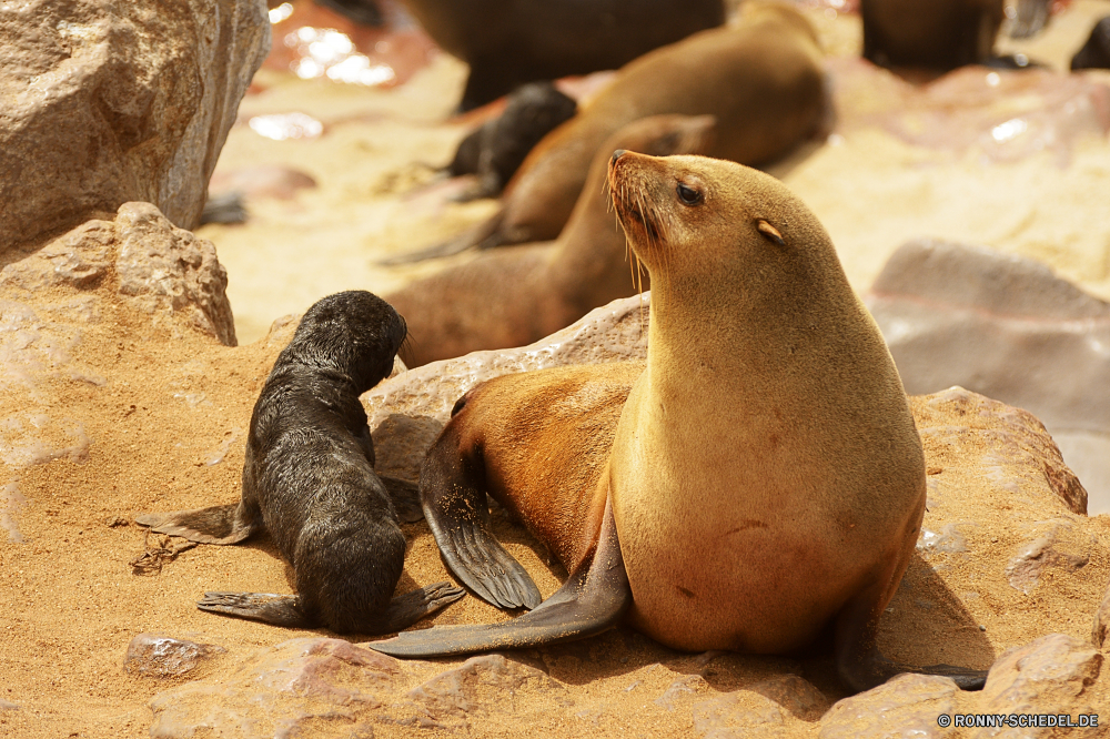 Cape Cross Seals Seelöwe Ohrenrobben Siegel Wildtiere Wassersäugetier Meer Wasser Ozean Wild Marine Strand Sand Tiere Zoo Löwe Säugetiere Insel Reisen Leben Arktis Reptil Park Küste Fels Dichtungen Polar aquatische niedlich Pelz Schildkröte gefährdet im freien Winter Ökologie Schnurrhaare Felsen Lager Rest Kopf Löwen Schildkröte Braun Tierwelt Schwimmen Schale Säugetier Auge Schließen langsam ruhelosigkeit Erhaltung im freien Ufer Tourismus Fischotter Tourist nass sea lion eared seal seal wildlife aquatic mammal sea water ocean wild marine beach sand animals zoo lion mammals island travel life arctic reptile park coast rock seals polar aquatic cute fur turtle endangered outdoor winter ecology whiskers rocks stock rest head lions tortoise brown fauna swimming shell mammal eye close slow resting conservation outdoors shore tourism otter tourist wet