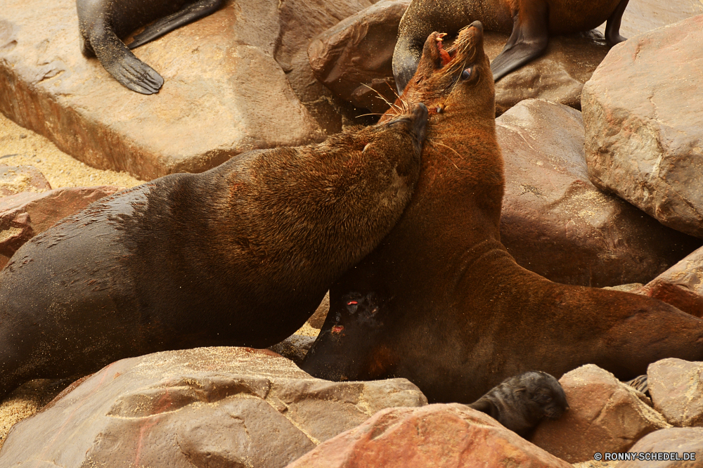 Cape Cross Seals Walross Wassersäugetier Säugetier Seelöwe Siegel Plazenta Wildtiere Sand Fischotter Wild Ohrenrobben Wasser Reisen Elefant Meer Wüste Tiere Kamel Ozean Strand Safari Tourismus Löwe Zoo Braun Kopf Marine Fels im freien Schließen Park Insel Tourist niedlich im freien Pelz Rest Küste Landschaft ruhelosigkeit Erhaltung Süden Leben trocken Dichtungen Löwen Sonne Sommer Ökologie closeup Dromedar Arktis Düne schlafen gefährliche Osten natürliche walrus aquatic mammal mammal sea lion seal placental wildlife sand otter wild eared seal water travel elephant sea desert animals camel ocean beach safari tourism lion zoo brown head marine rock outdoor close park island tourist cute outdoors fur rest coast landscape resting conservation south life dry seals lions sun summer ecology closeup dromedary arctic dune sleeping dangerous east natural