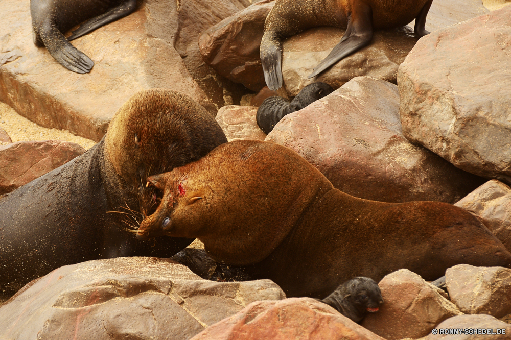 Cape Cross Seals Nilpferd Säugetier Walross Huftier Wildtiere Wild Eidechse Wassersäugetier Talos IV – Tabu Wasser Elefant Safari Plazenta Mungo Fels Tiere im freien Zoo Meer Erhaltung Park Tourismus Reptil Reisen Süden Ozean Löwe Sand gefährliche Braun natürliche langsam im freien reservieren Essen Wildnis Felsen niedlich Stein Brot Schildkröte Pflanzenfresser Leben Strand Siegel Schildkröte gefährdet Kofferraum Ohren Tropischer alt Schale Kopf nationalen Küste Bauernhof Sommer hippopotamus mammal walrus ungulate wildlife wild lizard aquatic mammal menagerie water elephant safari placental mongoose rock animals outdoor zoo sea conservation park tourism reptile travel south ocean lion sand dangerous brown natural slow outdoors reserve food wilderness rocks cute stone bread tortoise herbivore life beach seal turtle endangered trunk ears tropical old shell head national coast farm summer