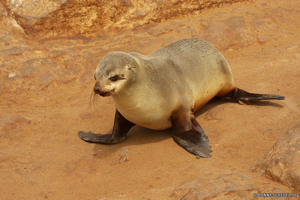 Cape Cross Seals Seelöwe Ohrenrobben Siegel Wildtiere Meer Wasser Wassersäugetier Ozean Marine Strand Sand Wild Löwe Tiere Fischotter Reisen Säugetiere Arktis Dichtungen Insel Leben Polar Küste Säugetier Ökologie Schnurrhaare Braun Löwen Lager Pelz Zoo Winter niedlich Tourismus Kopf im freien aquatische Fels Felsen Ufer Park R n zu versiegeln Seelöwen Amphibien wildes Leben ruhelosigkeit Süden Schließen Urlaub Tourist Sonne Gesicht An sea lion eared seal seal wildlife sea water aquatic mammal ocean marine beach sand wild lion animals otter travel mammals arctic seals island life polar coast mammal ecology whiskers brown lions stock fur zoo winter cute tourism head outdoor aquatic rock rocks shore park seal r n sea lions amphibians wild life resting south close vacation tourist sun face to