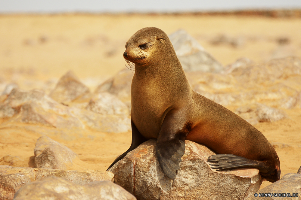 Cape Cross Seals Seelöwe Ohrenrobben Siegel Wildtiere Meer Wassersäugetier Wasser Ozean Wild Strand Marine Sand Löwe Tiere Reisen Pelz Säugetiere Säugetier Arktis Schnurrhaare Insel Zoo Leben niedlich Fels Dichtungen Polar Küste Braun Park Winter Lager Ökologie Löwen im freien Nagetier Boden Ufer Schließen Felsen Kopf Tourismus im freien R n zu versiegeln aquatische ruhelosigkeit Süden Körper des Wassers nass sea lion eared seal seal wildlife sea aquatic mammal water ocean wild beach marine sand lion animals travel fur mammals mammal arctic whiskers island zoo life cute rock seals polar coast brown park winter stock ecology lions outdoor rodent ground shore close rocks head tourism outdoors seal r n aquatic resting south body of water wet