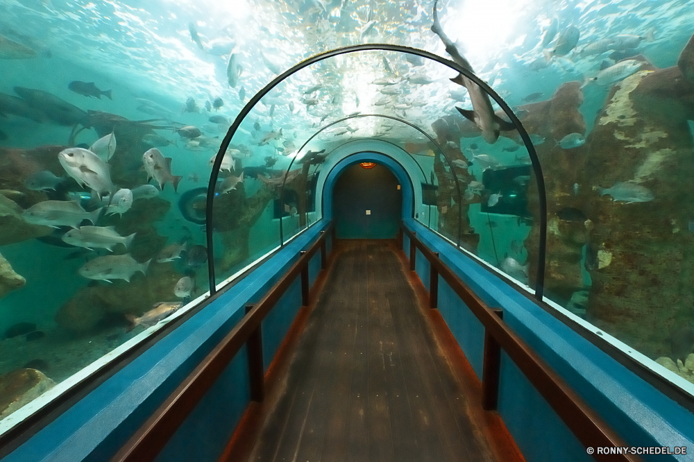 Swakopmund Marine Aquarium Ruder steering system Barrier Architektur Reisen Struktur Wasser Tunnel Mechanismus Stadt Transport Ozean Gerät Meer Himmel Tourismus Reling Obstruktion Boot Art und Weise Brücke Urban Deck Urlaub Landschaft Sommer Licht Durchgang Geschwindigkeit Verkehr Gebäude Straße Durchgang Innenseite Bewegung Schritt Wahrzeichen Innenraum Glas Korridor Tourist Schiff Stahl im freien Wolken Bahnhof Halle Zentrum Anlegestelle Unterstützung moderne historischen Insel Strand Verschieben landschaftlich Metall Reise Tropischer Auto Flur Dach Schiene alt Sonne zu Fuß Verkehr Wolke Paradies schnell niemand Stock Straße Turm im freien Geschäft futuristische Büro Gehweg Flughafen aus Holz Schiff Sand Szene Zug Urlaub England Bau Perspektive Kuppel Ruhe Mauer Rolltreppe Spalte u-Bahn Treppe Decke Eisenbahn Baum Verschieben Entspannen Sie sich Bucht Reise Küste Ziel berühmte See Wetter Küste Fluss Park helm steering system barrier architecture travel structure water tunnel mechanism city transportation ocean device sea sky tourism railing obstruction boat way bridge urban deck vacation landscape summer light passage speed transport building road passageway inside motion step landmark interior glass corridor tourist ship steel outdoors clouds station hall center pier support modern historic island beach move scenic metal journey tropical car hallway roof rail old sun walk traffic cloud paradise fast nobody floor street tower outdoor business futuristic office walkway airport wooden vessel sand scene train holiday england construction perspective dome calm wall escalator column underground stair ceiling railway tree moving relax bay trip coastline destination famous lake weather coast river park