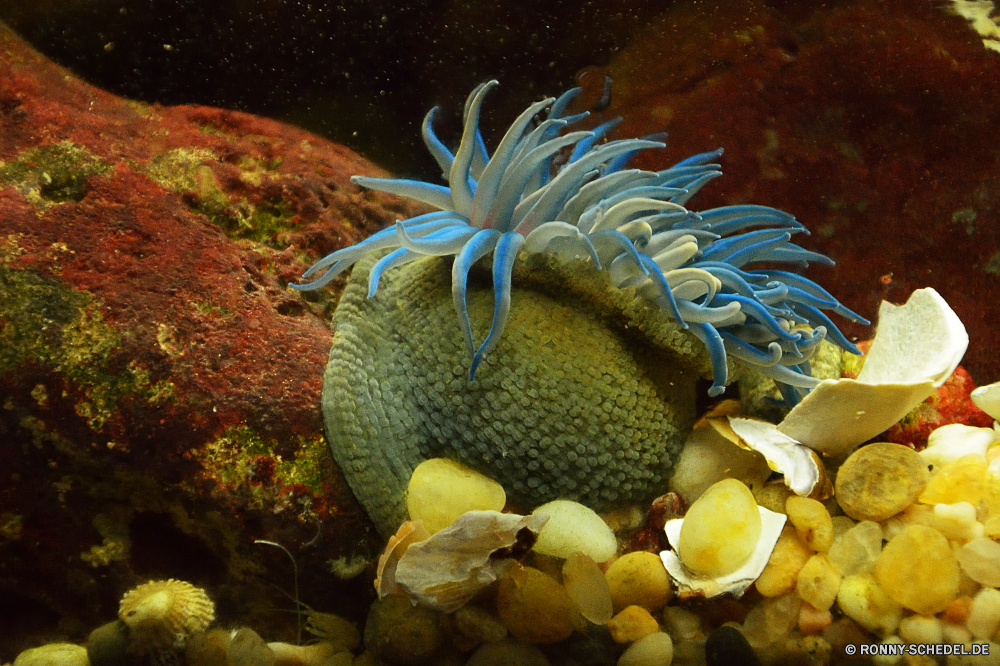 Swakopmund Marine Aquarium Seeanemone Unterwasser Riff Koralle Meer Fisch Tropischer Ozean Marine Wasser Wirbellose Anemonenfisch aquatische Tauchgang Tauchen Tauchen exotische Salzwasser tief bunte Aquarium Urlaub Reisen Kolonie erkunden Wildtiere Exploration Anemone Tourismus Leben Schnorcheln Orte Tier Schwimmen Blasen Traum Coral reef hell Polyp Farbe Unterwasser Tiere Tiefe coelenterate Schnorchel Fische Tank Schwimmen seelandschaft Entspannung Taucher unten Entdeckung Tierwelt Sonne Sonnenlicht schwarz unter Schule Grat Sommer sea anemone underwater reef coral sea fish tropical ocean marine water invertebrate anemone fish aquatic dive scuba diving exotic saltwater deep colorful aquarium vacation travel colony explore wildlife exploration anemone tourism life snorkeling places animal swimming bubbles dream coral reef bright polyp color undersea animals depth coelenterate snorkel fishes tank swim seascape relaxation diver bottom discovery fauna sun sunlight black under school ridge summer