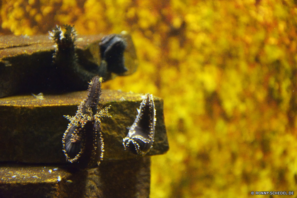 Swakopmund Marine Aquarium Biene Insekt Verbindungselement Gliederfüßer Zurückhaltung gelb Schraube Baum natürliche im freien Wirbellose bunte Sommer Sonnenuntergang Herbst Orange Pflanze Brunnen Saison Himmel Licht Schließen Farbe Sonne Struktur Landschaft fallen Sonnenlicht Blütenstaub Tier Maschine Dekoration Park Gold Gerät inclined plane alt Textur Muster closeup hell im freien Holz Branch Flora Sonnenblume Frühling Wild Blume Garten Belaubung Kontur Umgebung Wasser Bäume mechanisches Gerät saisonale Blätter Kunst Wald Tapete Dämmerung 'Nabend Symbol Braun Gestaltung Detail Religion Kette Wildtiere bee insect fastener arthropod restraint yellow screw tree natural outdoors invertebrate colorful summer sunset autumn orange plant fountain season sky light close color sun structure landscape fall sunlight pollen animal machine decoration park gold device inclined plane old texture pattern closeup bright outdoor wood branch flora sunflower spring wild flower garden foliage silhouette environment water trees mechanical device seasonal leaves art forest wallpaper dusk evening symbol brown design detail religion chain wildlife