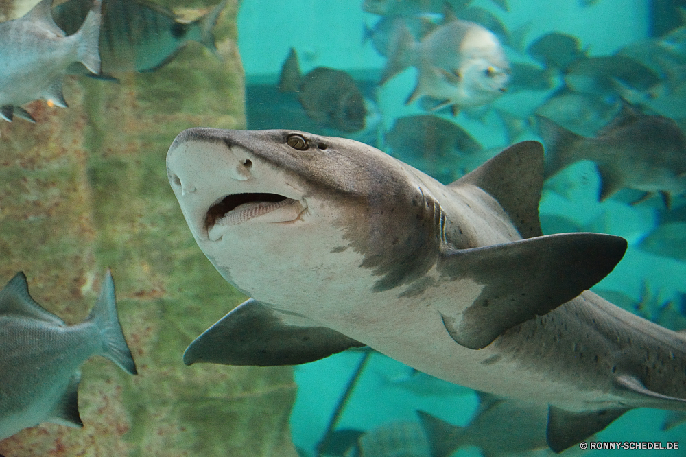 Swakopmund Marine Aquarium Tiger shark Hai Fisch Meer Unterwasser Ozean Marine Wasser Riff Tropischer Koralle aquatische Tauchen Aquarium Tauchgang Tauchen Schwimmen tief Wildtiere Salzwasser exotische Stör bunte Urlaub Schwimmen Reisen Leben Strahl Tourismus Farbe FIN Unterwasser Kolonie Fische Tank Exploration Blasen Traum Kreatur — Angeln Tiere Schnapper erkunden Tiefe Salz Wild hell Säugetier Schule Delphin Schnorcheln Auge Orte Sport Raubtier Schließen Zähne Mund Stechrochen Umgebung Licht Haie Schläger Urlaub unten unter Schwanz Biologie Hobby Gefahr schwarz tiger shark shark fish sea underwater ocean marine water reef tropical coral aquatic diving aquarium dive scuba swim deep wildlife saltwater exotic sturgeon colorful vacation swimming travel life ray tourism color fin undersea colony fishes tank exploration bubbles dream creature fishing animals snapper explore depth salt wild bright mammal school dolphin snorkeling eye places sport predator close teeth mouth stingray environment light sharks flipper holiday bottom under tail biology hobby danger black