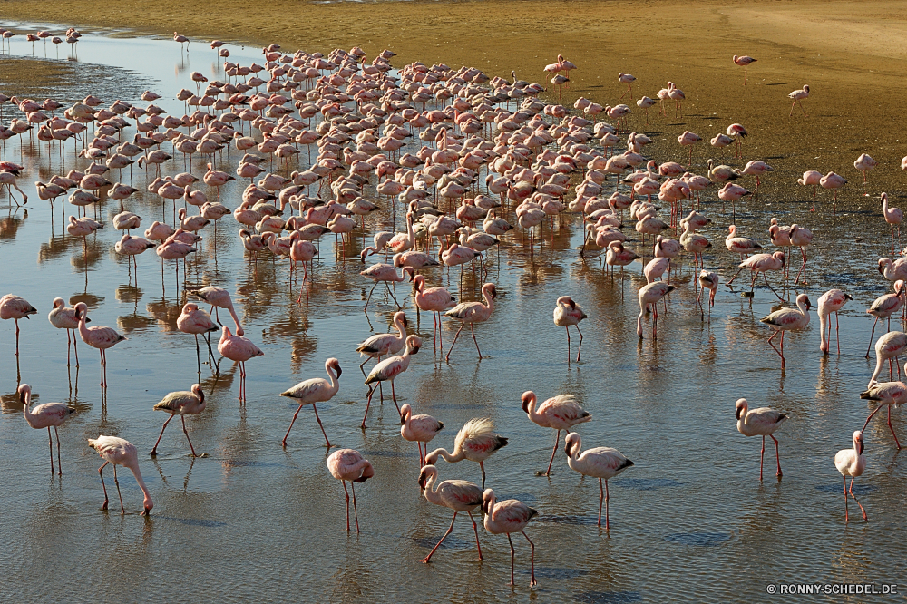 Pelikan Lagune Flamingo Schreitvogel aquatische Vogel Vogel Wildtiere Wasser Vögel See Wild Landschaft Herde Gruppe Reisen Schnabel Park Feder Rosa Tiere Reflexion Meer Teich Safari im freien Leben Flug Sommer Federn reservieren Fluss im freien Flügel Osten Farbe Flamingos nationalen bunte kalt Tropischer Winter ruhige Umgebung Textur Muster landschaftlich Wald Szene Tapete fliegen viele Himmel Krustentier Küste natürliche Hals entfernten fliegen gelassene schwarz Bäume flamingo wading bird aquatic bird bird wildlife water birds lake wild landscape flock group travel beak park feather pink animals reflection sea pond safari outdoors life flight summer feathers reserve river outdoor wing east color flamingos national colorful cold tropical winter tranquil environment texture pattern scenic forest scene wallpaper fly many sky crustacean coast natural neck remote flying serene black trees