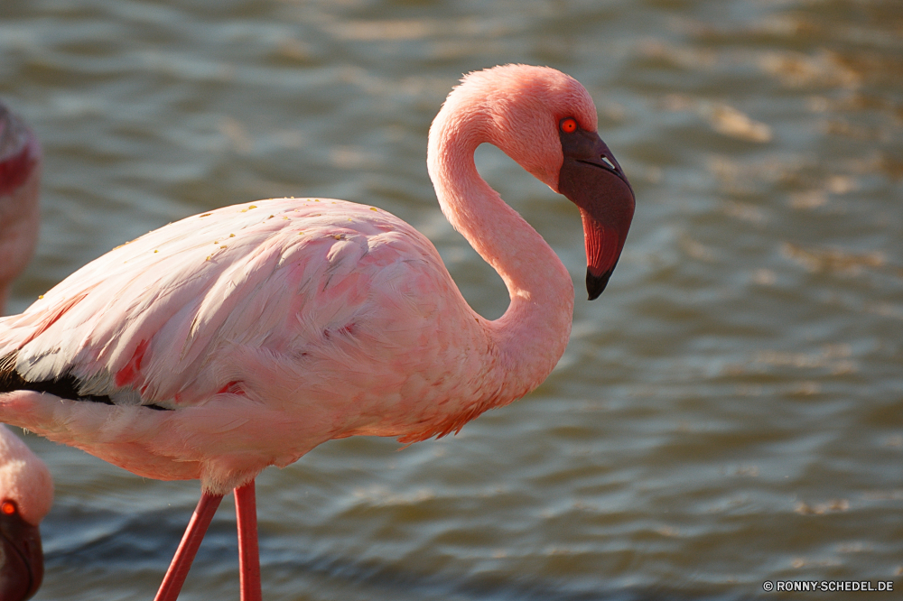 Pelikan Lagune Flamingo Schreitvogel aquatische Vogel Vogel Wildtiere Schnabel See Wasser Teich Wild Feder Vögel Federn Flügel Tiere Hals Schwan Fluss Tropischer Reflexion Zoo im freien Flügel Rosa Gnade Auge Schwimmen Schwimmen Leben Park Herde Tier im freien Reisen fliegen Flamingos Landschaft Meer Gruppe Pelikan anmutige ruhige Strand natürliche lange exotische Sommer Orange Farbe nationalen schwarz Tierwelt Flug stehende Szene Osten Schließen Geflügel reservieren Angeln Rechnung Kopf Eleganz Ruhe waten Reiher Gans Vogelgrippe Liebe Landschaften groß friedliche Frieden nass Gefieder vertikale Lagune Safari Profil anzeigen: zwei Beine idyllische Umgebung bunte flamingo wading bird aquatic bird bird wildlife beak lake water pond wild feather birds feathers wing animals neck swan river tropical reflection zoo outdoors wings pink grace eye swim swimming life park flock animal outdoor travel fly flamingos landscape sea group pelican graceful tranquil beach natural long exotic summer orange color national black fauna flight standing scene east close fowl reserve fishing bill head elegance calm wading heron goose avian love scenics great peaceful peace wet plumage vertical lagoon safari profile two legs idyllic environment colorful