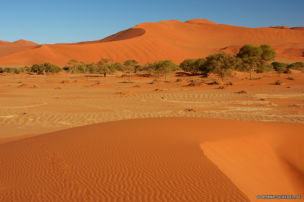 Sossusvlei Düne Sand Wüste Boden Landschaft trocken Dünen Erde heiß Wärme Reisen Himmel sandigen Sonne Marokko Abenteuer Sommer im freien Arid Szenerie sonnig Orange Hügel Schatten Tourismus gelb Dürre landschaftlich ERG Exploration einsam Horizont Sanddüne Verwurzelung Einsamkeit Extreme Urlaub Safari Tal Wolken Sonnenlicht unwirtlichen Maroc Welle Land Panorama welligkeit Fels Rau Durst Strand Gelände Berg natürliche wolkenlosen erschöpft niemand Park Panorama Reise warm Schritte Einsamkeit Wildnis Ziel Muster Meer nationalen Küste Umgebung im freien Tod Fuß außerhalb friedliche Textur schmirgeln Sie Hügel rötlich Explorer klar Landschaften Klima gelassene Paradies Baum Sonnenschein Ozean allein schwül Trophäe Kanarische Drucke Wellen leere ruhig Darm-Trakt Wind Pflanze Insel exotische dune sand desert soil landscape dry dunes earth hot heat travel sky sandy sun morocco adventure summer outdoor arid scenery sunny orange hill shadow tourism yellow drought scenic erg exploration lonely horizon sand dune desolate loneliness extreme vacation safari valley clouds sunlight inhospitable hummock wave land panoramic ripple rock rough thirst beach terrain mountain natural cloudless exhausted nobody park panorama journey warm steps solitude wilderness destination pattern sea national coast environment outdoors death foot outside peaceful texture sand hill reddish explorer clear scenics climate serene paradise tree sunshine ocean alone sultriness trophy canary prints ripples empty quiet tract wind plant island exotic