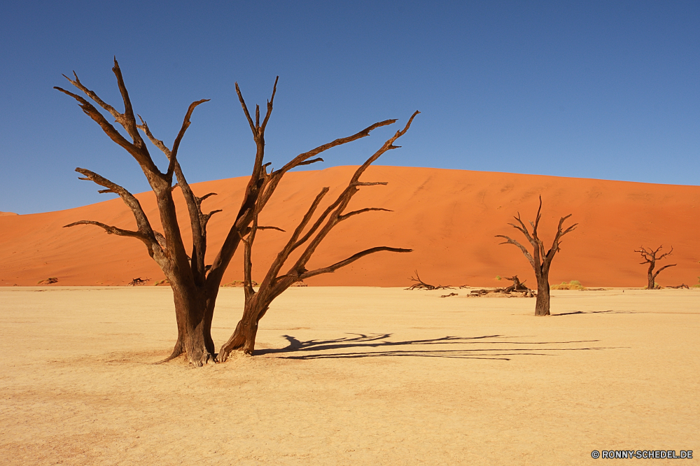 Sossusvlei Sand Düne Wüste Himmel Landschaft Strand Friedhof Baum Einsamkeit Meer Ozean Horizont Reisen Boden Sommer Darm-Trakt Szenerie Urlaub Sonne trocken Wasser im freien Küste sonnig Wolke Tropischer heiß Tourismus Insel im freien Wolken Land Ufer Welle Küste landschaftlich Wärme Urlaub Erde Abenteuer Wildnis Toten Paradies Palm Arid Klima außerhalb Tourist Dürre Tal einsam Freiheit natürliche Orange Pflanze Umgebung Sonnenlicht gelassene Urlaub Ziel Wellen Park Sonnenuntergang Dünen Erwärmung sandigen klar Tod Feld Holz Kontur aktive Schatten Berg Abdruckspuren wasserlosen Gras Verwurzelung Boden Fels Szene Reiner Surf Entspannen Sie sich Reise 'Nabend Weizen friedliche Landschaft globale ruhige Bäume Frühling sand dune desert sky landscape beach cemetery tree solitude sea ocean horizon travel soil summer tract scenery vacation sun dry water outdoor coast sunny cloud tropical hot tourism island outdoors clouds land shore wave coastline scenic heat holiday earth adventure wilderness dead paradise palm arid climate outside tourist drought valley lonely freedom natural orange plant environment sunlight serene vacations destination waves park sunset dunes warming sandy clear death field wood silhouette active shadow mountain parch waterless grass desolate ground rock scene plain surf relax journey evening wheat peaceful countryside global tranquil trees spring