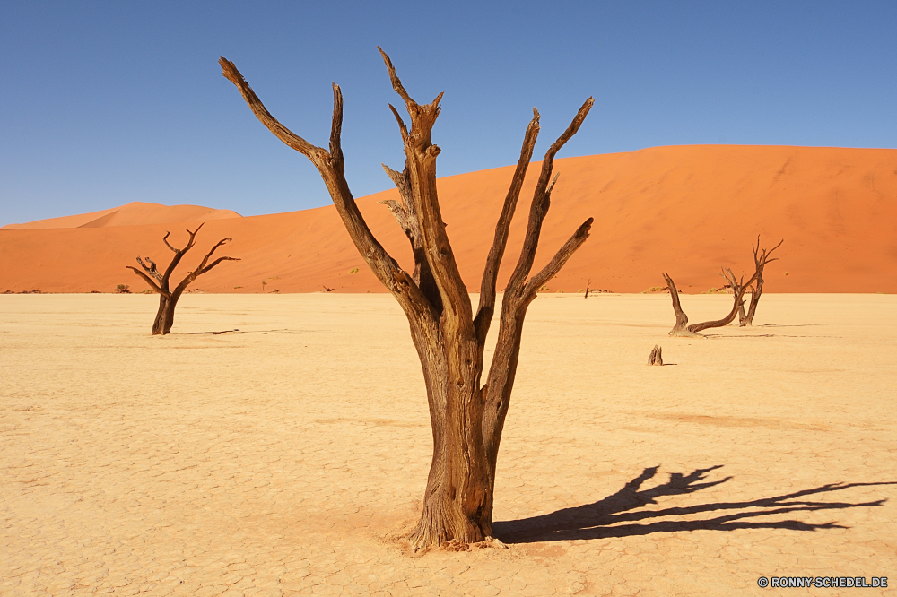 Sossusvlei Wüste Sand Darm-Trakt Baum Landschaft Himmel Boden Düne Einsamkeit Weizen Erde Sommer cereal trocken Szenerie Horizont Land Strand Sonne Reisen im freien im freien heiß Wildnis Wärme Toten Kontur Wolke Friedhof Orange sonnig Arid Kaktus Wolken Pflanze Sonnenuntergang Feld Holz Meer Ozean Tourismus Umgebung Urlaub Wasser Dürre Verwurzelung landschaftlich Klima Tal Park Wild Tropischer Frühling Berg Erwärmung Tod einsam Safari Gras natürliche Saison 'Nabend Landschaft Abdruckspuren wasserlosen Sonnenlicht Dünen gelassene Palm globale Branch Schatten Totholz Tag Skelett Zweige Reiner Abenteuer Freiheit Wetter Wiese Entwicklung des ländlichen desert sand tract tree landscape sky soil dune solitude wheat earth summer cereal dry scenery horizon land beach sun travel outdoors outdoor hot wilderness heat dead silhouette cloud cemetery orange sunny arid cactus clouds plant sunset field wood sea ocean tourism environment vacation water drought desolate scenic climate valley park wild tropical spring mountain warming death lonely safari grass natural season evening countryside parch waterless sunlight dunes serene palm global branch shadow deadwood day skeleton branches plain adventure freedom weather meadow rural