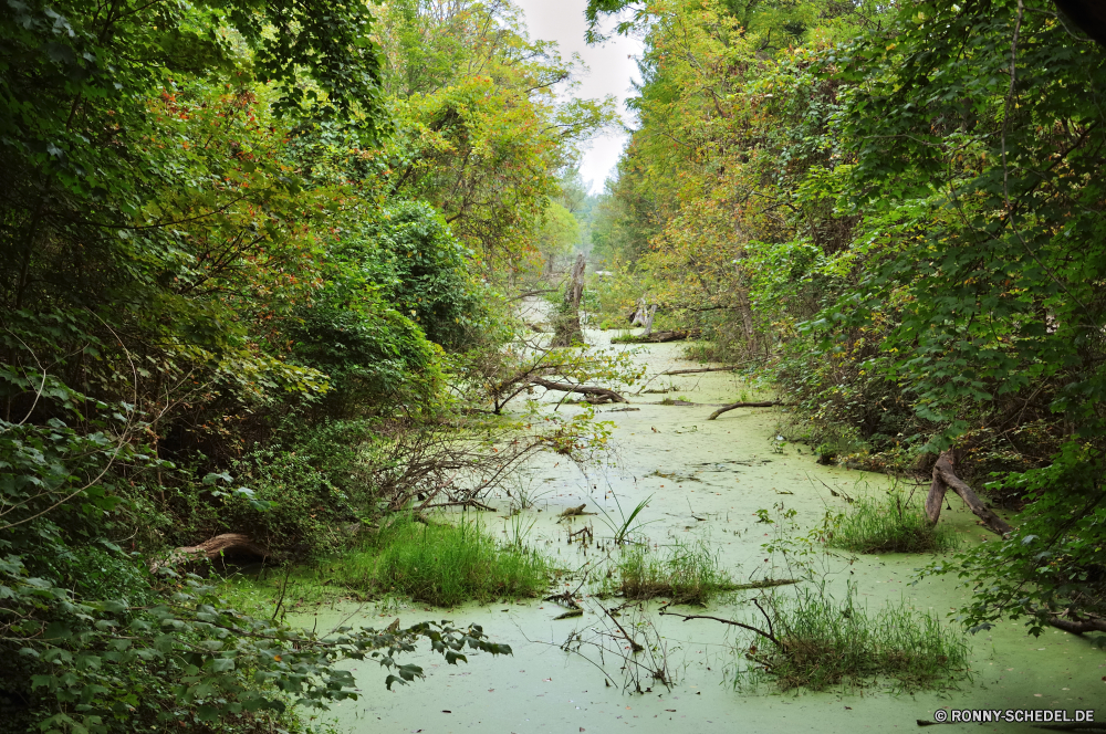 Cuyahoga National Park Wald Baum Land Landschaft Fluss Sumpf Park Wasser woody plant Bäume Feuchtgebiet See Pflanze natürliche im freien Sommer Frühling Umgebung Gras vascular plant Belaubung landschaftlich Szenerie Reisen Hölzer Blatt Saison Wildnis Berg Teich ruhige Entwicklung des ländlichen Holz Himmel Szene Stein Berge Reflexion Herbst Stream im freien friedliche Kanal Fels Blätter Wild sonnig Landschaft üppige Sonne fallen Garten bunte Körper des Wassers Wolken Farbe Tag Ruhe nationalen Flora Sonnenlicht Landschaften Frieden Branch Land idyllische frisch am Morgen Weide Tal Kiefer fließende Pflanzen Tourismus Ufer nass Licht Wachstum Waldland Kofferraum ruhig Busch alt Brücke Pfad hell forest tree land landscape river swamp park water woody plant trees wetland lake plant natural outdoor summer spring environment grass vascular plant foliage scenic scenery travel woods leaf season wilderness mountain pond tranquil rural wood sky scene stone mountains reflection autumn stream outdoors peaceful channel rock leaves wild sunny countryside lush sun fall garden colorful body of water clouds color day calm national flora sunlight scenics peace branch country idyllic fresh morning willow valley pine flowing plants tourism shore wet light growth woodland trunk quiet bush old bridge path bright