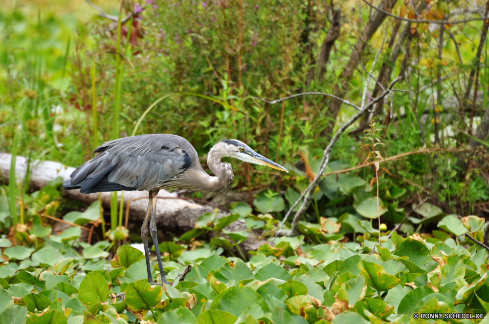 Cuyahoga National Park Blaureiher Reiher Schreitvogel Vogel aquatische Vogel Wildtiere Schnabel Wild Wasser Vögel Feder Pelikan Ibis See Flügel Flügel Federn Tiere Rechnung Storch Angeln Fluss schwarz Auge fliegen Vogelgrippe stehende Reiher groß Gefieder Meer Park Teich fliegen Sumpf Kopf natürliche Zoo Leben Baum Erhaltung lange Hals Küste Tropischer Strand waten Feuchtgebiet Reisen im freien Beine im freien Küste reservieren Fuß Wildnis nationalen der schleichende Pelikane Tierwelt Safari Flug Profil anzeigen: Schließen Rosa Ozean Himmel Ruhe Fisch Gras Barsch Szene Porträt Sommer Bein Stein eine ruhige Farbe nass little blue heron heron wading bird bird aquatic bird wildlife beak wild water birds feather pelican ibis lake wings wing feathers animals bill stork fishing river black eye fly avian standing egret great plumage sea park pond flying swamp head natural zoo life tree conservation long neck coastline tropical beach wading wetland travel outdoors legs outdoor coast reserve walking wilderness national stalking pelicans fauna safari flight profile close pink ocean sky calm fish grass perch scene portrait summer leg stone one tranquil color wet