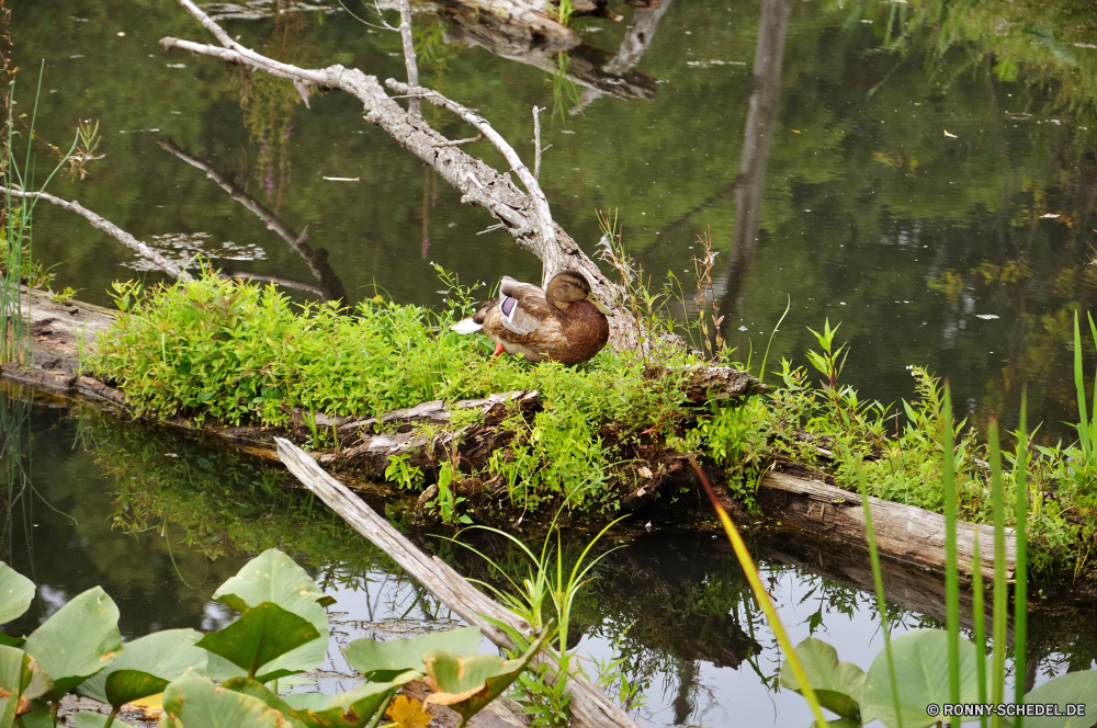 Cuyahoga National Park Baum woody plant Pflanze vascular plant Wald Wasser Landschaft Fluss im freien Park Wild Blatt Garten im freien natürliche Gras Stream Bäume Stein Blätter Umgebung Sommer Belaubung friedliche ruhige Wildtiere Berg Frühling Holz Spinnennetz Fels Pflanzen nass Tag Wasserfall Bewuchs Reisen Vogel See Flora Teich Hölzer Tropischer Saison Branch Farn Szenerie Entwicklung des ländlichen üppige Strömung Web Wachstum Dschungel Busch Steine fallen Moos Creek Blume Himmel Botanischer gelassene Feld frische Luft wachsen Botanik Topf Berge Sonnenlicht Leben Obst landschaftlich tree woody plant plant vascular plant forest water landscape river outdoors park wild leaf garden outdoor natural grass stream trees stone leaves environment summer foliage peaceful tranquil wildlife mountain spring wood spider web rock plants wet day waterfall vegetation travel bird lake flora pond woods tropical season branch fern scenery rural lush flow web growth jungle bush stones fall moss creek flower sky botanical serene field freshness grow botany pot mountains sunlight life fruit scenic