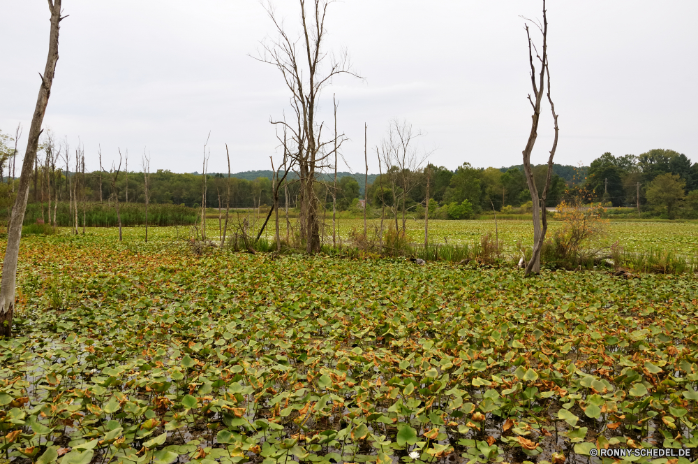 Cuyahoga National Park Landschaft Feld Pflanze field soybean Baum Entwicklung des ländlichen Gras Landwirtschaft Bauernhof Himmel Soja vascular plant Landschaft Frühling Sommer Wiese Saison Land Land Bohne landschaftlich Szenerie im freien im freien Kraut Sonne Taglilie Blume Park Weingut woody plant Wachstum Hülsenfrucht Reisen Flora Landbau wachsen Wald sonnig Horizont wachsende Blumen Wein Szene Wolke außerhalb Bewuchs Gemüse Ernte Herbst Hügel Ackerland Rebe natürliche Berg Rasen Umgebung Wolken Sumpf bulbous plant Belaubung gelb Sonnenlicht Blätter Ernte Tee Tag Bäume Weide Feuchtgebiet Pflanzen Obst Plantage Traube Frühling Felder Wild Wasser Blatt bunte Holz fallen Farbe Weingut lebendige saisonale üppige Garten Tal hell Pfad Berge Bäumchen Anbau klar Trauben Landschaften Zeile Licht ruhige Wetter Straße Sonnenuntergang Track niemand landscape field plant field soybean tree rural grass agriculture farm sky soy vascular plant countryside spring summer meadow season country land bean scenic scenery outdoor outdoors herb sun day lily flower park vineyard woody plant growth legume travel flora farming grow forest sunny horizon growing flowers wine scene cloud outside vegetation vegetable harvest autumn hill farmland vine natural mountain lawn environment clouds swamp bulbous plant foliage yellow sunlight leaves crop tea day trees pasture wetland plants fruit plantation grape springtime fields wild water leaf colorful wood fall color winery vibrant seasonal lush garden valley bright path mountains sapling cultivation clear grapes scenics row light tranquil weather road sunset track nobody