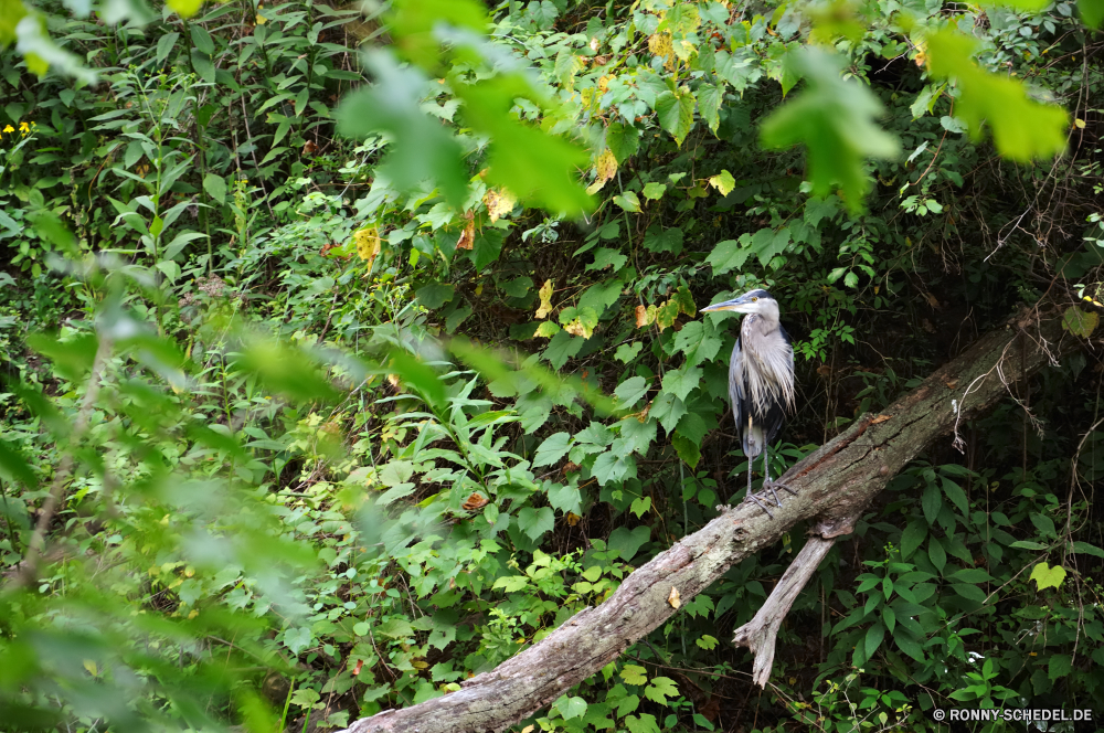 Cuyahoga National Park Vogel Baum Wildtiere woody plant Schnabel Feder white mangrove Wild Flügel vascular plant Branch Affe im freien Federn Park Pflanze Geier Wald Auge Primas Blätter Adler Frühling Blatt fliegen Freiheit Schwanz Rechnung im freien Vögel Schließen Flügel Sperling Tiere Falke Vogelgrippe Umgebung schwarz natürliche frei Braun Leben Himmel Reiher Taube Flug Haus-Finken Sonne Sommer thront Finken Hölzer Erhaltung fliegen sitzen Tag Kopf Belaubung Gefieder Tierwelt Saison Schreitvogel Kite Wachstum Gras Ornithologie niedlich Barsch Beute Reisen sonnig Kofferraum ruhelosigkeit Säugetier Holz Drossel Tier Bäume Jäger bird tree wildlife woody plant beak feather white mangrove wild wing vascular plant branch monkey outdoors feathers park plant vulture forest eye primate leaves eagle spring leaf fly freedom tail bill outdoor birds close wings sparrow animals hawk avian environment black natural free brown life sky heron dove flight house finch sun summer perched finch woods conservation flying sitting day head foliage plumage fauna season wading bird kite growth grass ornithology cute perch prey travel sunny trunk resting mammal wood thrush animal trees hunter