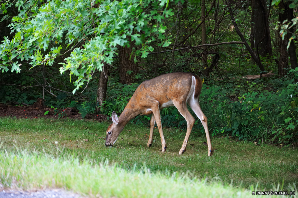 Cuyahoga National Park Buck Antilope Säugetier Impala Wildtiere Plazenta Hirsch Gazelle Wild Wiederkäuer Dreibinden Gras Wirbeltiere Wald Braun Park Hundeartige Damhirschkuh Safari Red wolf Wildnis Pelz Wolf Tiere Chordatiere Jagd nationalen Essen Spiel Reh Hörner Feld Hölzer Süden ausblenden Bäume Geweihe wildes Tier Jagd Wiese Wilder Hund Weide im freien Dreibinden-Hirsch Beweidung Sommer Erhaltung Kopf Pflanzenfresser die Flecken Warnung reservieren Schwanz niedlich Pferd zwei Reisen im freien Landschaft Pferde Tierwelt Ohren Busch Bauernhof Frühling Entwicklung des ländlichen buck antelope mammal impala wildlife placental deer gazelle wild ruminant whitetail grass vertebrate forest brown park canine doe safari red wolf wilderness fur wolf animals chordate hunting national eating game fawn horns field woods south hide trees antlers wild animal hunt meadow wild dog pasture outdoor whitetail deer grazing summer conservation head herbivore that spots alert reserve tail cute horse two travel outdoors landscape horses fauna ears bush farm spring rural