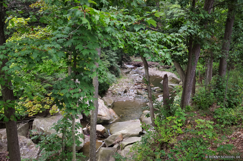 Cuyahoga National Park Baum woody plant vascular plant Wald Landschaft Pflanze Bäume Fluss Park Berg im freien Wasser Sommer Belaubung Gras Stein Umgebung Hölzer Frühling Fels Stream natürliche Blätter Reisen im freien Berge Garten Szenerie Pfad Wildnis landschaftlich Saison Blatt Holz Frieden Wasserfall fallen Moos Sonne Wandern Tag Wild friedliche Creek üppige Himmel Szene Tropischer Wanderweg Herbst Kiefer Felsen ruhige Licht Sonnenlicht Entwicklung des ländlichen zu Fuß fließende Pflanzen Strömung Land Schlucht bean tree Fuß sonnig gelassene Regen Landschaft Branch Straße nass Wanderweg durch Tal Tourismus Farben frisch hoch Wanderung niemand Kofferraum alt Landschaften Brücke Feld Braun Bonsai Erholung Wachstum Land tree woody plant vascular plant forest landscape plant trees river park mountain outdoor water summer foliage grass stone environment woods spring rock stream natural leaves travel outdoors mountains garden scenery path wilderness scenic season leaf wood peace waterfall fall moss sun hiking day wild peaceful creek lush sky scene tropical trail autumn pine rocks tranquil light sunlight rural walk flowing plants flow land canyon bean tree walking sunny serene rain countryside branch road wet footpath through valley tourism colors fresh high hike nobody trunk old scenics bridge field brown bonsai recreation growth country