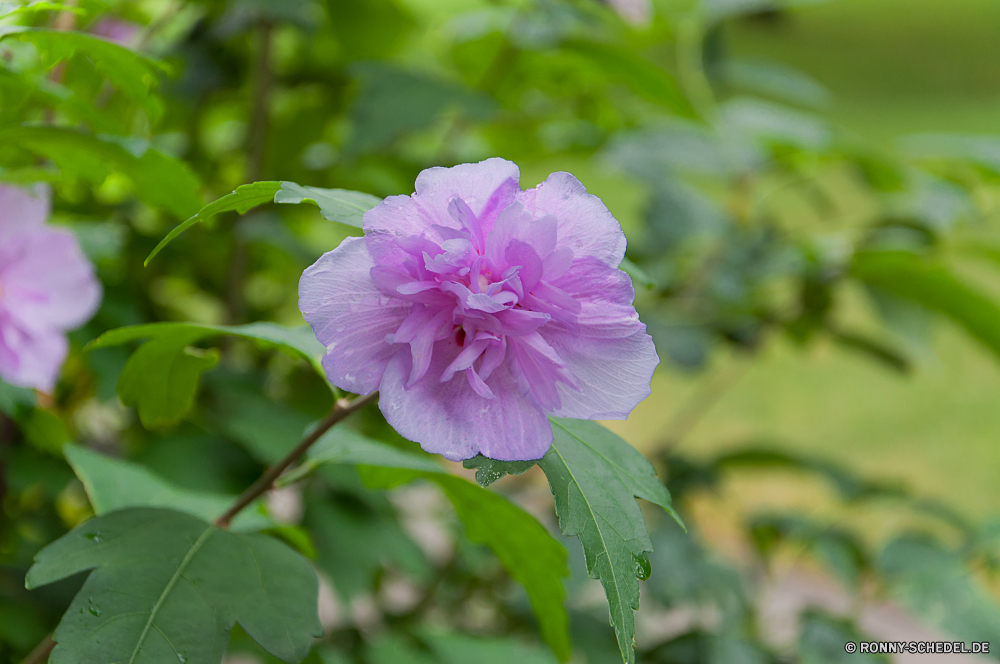 Niagara Falls stieg der Strauch Pflanze Blume Rosa Rhododendren Blütenblatt Blumen blühen Garten Blüte woody plant Flora Blumen vascular plant Floral Frühling Blatt natürliche blühen Blütenblätter Sommer Botanik Schließen Botanischer Blätter lila Kamelie Farbe closeup Gartenarbeit hell Liebe zarte Blumenstrauß Saison frisch Vorbau Knospe Wachstum Pflanzen im freien Detail Tag ziemlich Geschenk weiche Romantik lila Busch einzelne Himmel Valentin Urlaub bunte Park Wasser saisonale wachsende Regen Duft Gras duftende Landschaft aromatische Dekoration Wiese Rosen Wild gelb Leben wachsen reine Branch exotische romantische Feier Baum Pfingstrose Orchidee Florist elegante Ausschreibung Tropischer feine dekorative Umgebung Licht rose shrub plant flower pink rhododendron petal blossom garden bloom woody plant flora flowers vascular plant floral spring leaf natural blooming petals summer botany close botanical leaves purple camellia color closeup gardening bright love delicate bouquet season fresh stem bud growth plants outdoor detail day pretty gift soft romance lilac bush single sky valentine holiday colorful park water seasonal growing rain aroma grass fragrant landscape aromatic decoration meadow roses wild yellow life grow pure branch exotic romantic celebration tree peony orchid florist elegant tender tropical fine decorative environment light