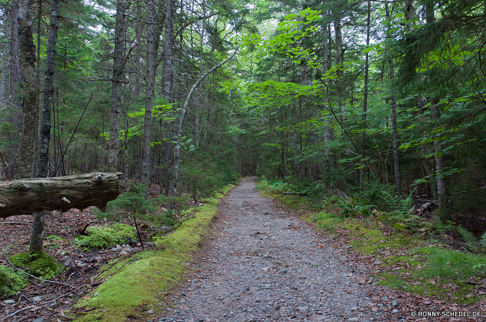 Acadia National Park Baum Wald woody plant Landschaft vascular plant Park Pflanze Bäume Pfad Gras im freien Sommer Holz Umgebung Hölzer Belaubung Frühling Wanderweg natürliche Blätter Entwicklung des ländlichen Straße Wildnis Wandern zu Fuß Blatt landschaftlich Szenerie im freien Fluss Reisen ruhige Fuß Wanderung Saison friedliche Sonnenlicht sonnig Frieden Dschungel Garten Kiefer Wanderweg Sonne üppige Busch Wasser Wild Landschaft Branch Land Berg Land Licht alt Birke Himmel Flora durch Kofferraum Sumpf Herbst außerhalb Tag Pflanzen fallen Erholung Schatten Spur ruhig Szene Stream Regen Stein Berge frisch Stoffwechselweg Moos Wachstum Farn Feuchtgebiet Fels Bewuchs Tropischer Ruhe Bäumchen bunte Waldland Einsamkeit Paradies Umwelt- Feld Track Ökologie gelb nationalen am Morgen Urlaub nass Boden aus Holz Zaun tree forest woody plant landscape vascular plant park plant trees path grass outdoor summer wood environment woods foliage spring trail natural leaves rural road wilderness hiking walk leaf scenic scenery outdoors river travel tranquil walking hike season peaceful sunlight sunny peace jungle garden pine footpath sun lush bush water wild countryside branch land mountain country light old birch sky flora through trunk swamp autumn outside day plants fall recreation shadow lane quiet scene stream rain stone mountains fresh pathway moss growth fern wetland rock vegetation tropical calm sapling colorful woodland solitude paradise environmental field track ecology yellow national morning holiday wet ground wooden fence