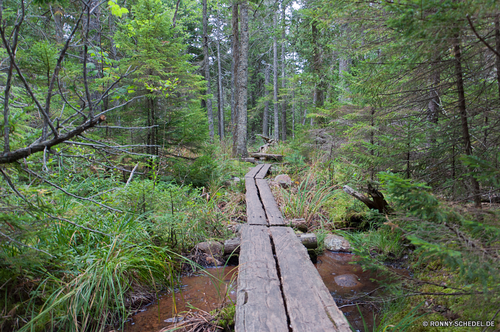 Acadia National Park Baum Wald Bäume Landschaft woody plant Park Pfad Pflanze im freien vascular plant Umgebung Wildnis Wandern Belaubung Wanderweg Holz natürliche Hölzer Sommer Entwicklung des ländlichen Szenerie Fluss Gras Blatt Reisen landschaftlich Straße Blätter Kiefer Wanderung zu Fuß Brücke Wild im freien Wasser Garten Fuß Berg Frühling friedliche ruhige Dschungel Herbst Land sonnig Wanderweg durch üppige Bewuchs Saison Regen Berge Landschaft Track Hängebrücke Sonnenlicht Tanne Frieden Moos fallen Busch Stream Fels Stein Tropischer Branch Flora aus Holz Tag Licht Stoffwechselweg Waldland Gehweg Wachstum Sonne gelassene außerhalb Pflanzen Creek Spur southern beech Kofferraum Farn Land alt Farbe Mauer Schritt Tourismus frisch hoch Struktur Himmel Sumpf Erholung nass tree forest trees landscape woody plant park path plant outdoor vascular plant environment wilderness hiking foliage trail wood natural woods summer rural scenery river grass leaf travel scenic road leaves pine hike walk bridge wild outdoors water garden walking mountain spring peaceful tranquil jungle autumn country sunny footpath through lush vegetation season rain mountains countryside track suspension bridge sunlight fir peace moss fall bush stream rock stone tropical branch flora wooden day light pathway woodland walkway growth sun serene outside plants creek lane southern beech trunk fern land old color wall step tourism fresh high structure sky swamp recreation wet