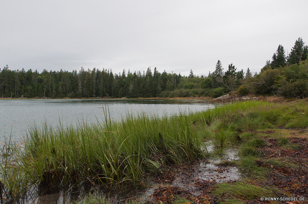 Acadia National Park Sumpf See Feuchtgebiet Landschaft Wasser Land Wald Himmel Fluss Baum Reflexion Gras Teich Sommer Bäume Park Pflanze im freien ruhige Umgebung Reisen Berg Frühling Wolken landschaftlich Kanal Ufer Entwicklung des ländlichen Szenerie Körper des Wassers im freien Wolke Saison sonnig Wildnis aquatische Hölzer Wiese Holz Szene Ruhe am See idyllische natürliche friedliche Sonne ruhig Feld gelassene Herbst Landschaft Tourismus Urlaub Land Stream Wild Kiefer Blatt Küste Berge Farbe Reis Horizont vascular plant Gelände Busch Reed Erhaltung Tag Urlaub Rest Belaubung nationalen am Morgen Sonnenlicht nicht Städtisches klar Landschaften Urlaub Kraut Flora bunte Fels reflektieren Tal Entspannung Umwelt- bewölkt stärken Pflanzen Frieden Erholung Korn Blätter niemand swamp lake wetland landscape water land forest sky river tree reflection grass pond summer trees park plant outdoors tranquil environment travel mountain spring clouds scenic channel shore rural scenery body of water outdoor cloud season sunny wilderness aquatic woods meadow wood scene calm lakeside idyllic natural peaceful sun quiet field serene autumn countryside tourism vacation country stream wild pine leaf coast mountains color rice horizon vascular plant terrain bush reed conservation day holiday rest foliage national morning sunlight non urban clear scenics vacations herb flora colorful rock reflect valley relaxation environmental cloudy starches plants peace recreation grain leaves nobody