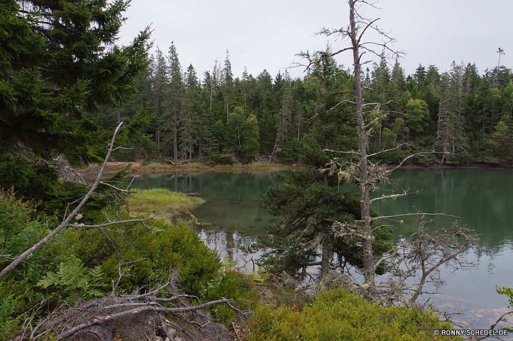 Acadia National Park Sumpf Feuchtgebiet Land Wald Landschaft Baum See Wasser Fluss Gras Himmel Bäume Sommer Reflexion Park Umgebung Teich Entwicklung des ländlichen ruhige landschaftlich Szenerie Herbst Pflanze Frühling Saison Reisen im freien im freien Hölzer Berg Belaubung natürliche Wolken Feld Szene Landschaft Berge Wildnis Sonne Wild Blatt friedliche Wolke sonnig Wiese Land Holz idyllische fallen ruhig Stream Ruhe am Morgen Flora bunte Busch Erhaltung Tag nationalen Bauernhof Gelände üppige Bereich Farbe gelb Kiefer Branch Sonnenuntergang Zweige Ufer Landschaften gelassene nass Licht Sonnenlicht Sumpf Landwirtschaft Blätter Moos Stille Tal England Stein Boden Umwelt- fließende Horizont niemand swamp wetland land forest landscape tree lake water river grass sky trees summer reflection park environment pond rural tranquil scenic scenery autumn plant spring season travel outdoors outdoor woods mountain foliage natural clouds field scene countryside mountains wilderness sun wild leaf peaceful cloud sunny meadow country wood idyllic fall quiet stream calm morning flora colorful bush conservation day national farm terrain lush area color yellow pine branch sunset branches shore scenics serene wet light sunlight marsh agriculture leaves moss silence valley england stone ground environmental flowing horizon nobody