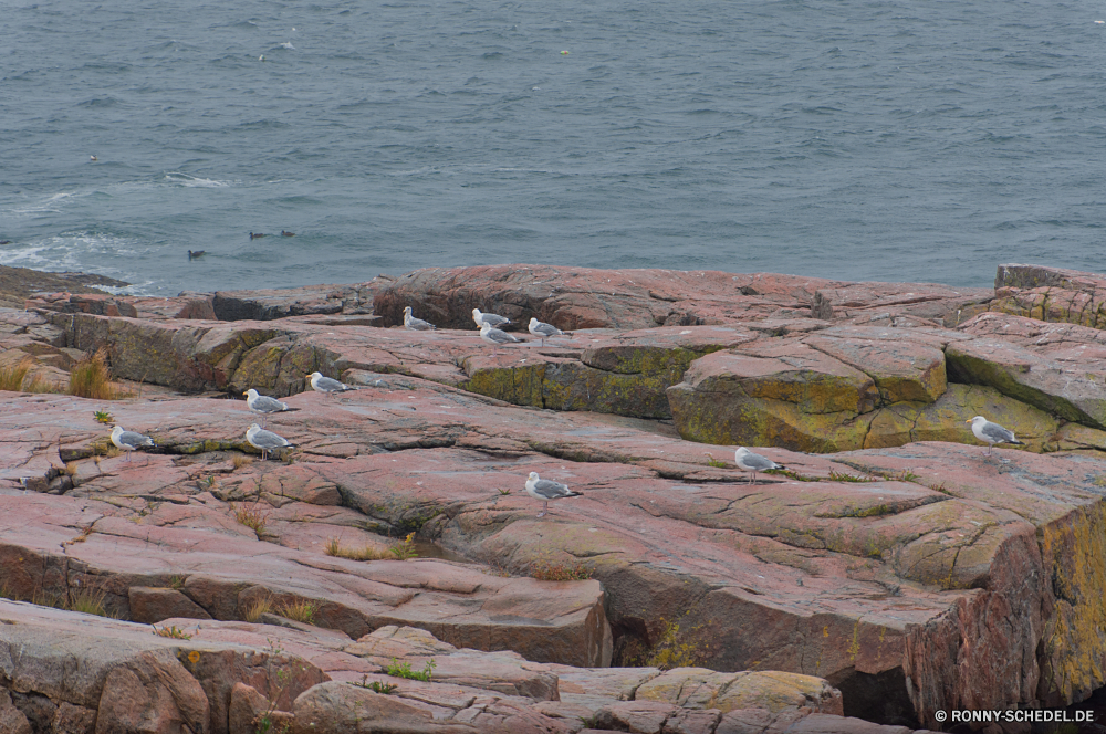 Acadia National Park Wellenbrecher Barrier Meer Ozean Obstruktion Strand Wasser Küste Landschaft Küste Struktur Ufer Fels Welle Küstenlinie Reisen Himmel Insel landschaftlich Wellen Sommer Stein Urlaub Szenerie Sonne Sand Tourismus Felsen Horizont seelandschaft Bucht Tropischer Klippe am Meer felsigen Urlaub im freien Szene Wolke Wolken Surf Steine Küste Kap Gezeiten Ruhe Sonnenuntergang im freien friedliche Entspannen Sie sich sonnig Entspannung Tourist Tag Berg Paradies Wind See Wetter natürliche Türkis Reflexion Resort Ziel ruhige Erholung Sonnenlicht Lagune Meeresküste Pazifik Sturm idyllische Urlaub 'Nabend geologische formation Freizeit Riff Schaum gischt Panorama Baum Fluss Urlaub Vorgebirge Schiff am See Saison Landschaften Marine Sonnenaufgang Hügel Boot natürliche Höhe Anlegestelle nass breakwater barrier sea ocean obstruction beach water coast landscape coastline structure shore rock wave shoreline travel sky island scenic waves summer stone vacation scenery sun sand tourism rocks horizon seascape bay tropical cliff seaside rocky holiday outdoor scene cloud clouds surf stones coastal cape tide calm sunset outdoors peaceful relax sunny relaxation tourist day mountain paradise wind lake weather natural turquoise reflection resort destination tranquil recreation sunlight lagoon seashore pacific storm idyllic vacations evening geological formation leisure reef foam spray panorama tree river holidays promontory ship lakeside season scenics marine sunrise hill boat natural elevation pier wet