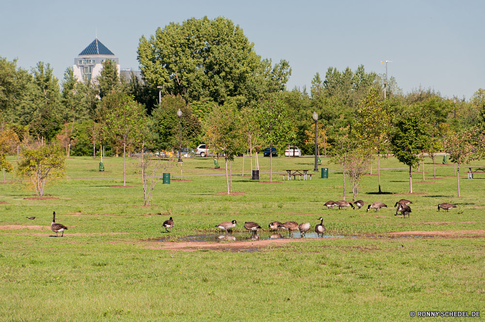 New York City Gras volleyball net Golf NET- Kurs Sport Baum Spiel-Ausrüstung Landschaft Feld Loch Himmel Flag Sommer Bäume Ausrüstung Freizeit im freien Kugel Erholung Rasen Verein Spiel setzen Golf spielen im freien Wettbewerb Wiese Land Fairway spielen Entwicklung des ländlichen Golfspieler Labyrinth Park Landschaft Ackerland Bauernhof außerhalb landschaftlich Sport Abschlag Lebensstil Hobby Land Bäumchen Golfplatz Putt Aktivität Laufwerk Frühling Pflanzen Reisen Sonne Sand Farbe Hügel woody plant Wasser Entspannen Sie sich Pflanze Trap Herbst Wald Resort See spielen Urlaub Kuh Bunker par sonnig Ruhestand Weide Stift Urlaub Tag Landwirtschaft grass volleyball net golf net course sport tree game equipment landscape field hole sky flag summer trees equipment leisure outdoor ball recreation lawn club game putting golfing outdoors competition meadow country fairway play rural golfer maze park countryside farmland farm outside scenic sports tee lifestyle hobby land sapling golf course putt activity drive spring plants travel sun sand color hill woody plant water relax plant trap autumn forest resort lake playing vacation cow bunker par sunny retirement pasture pen holiday day agriculture